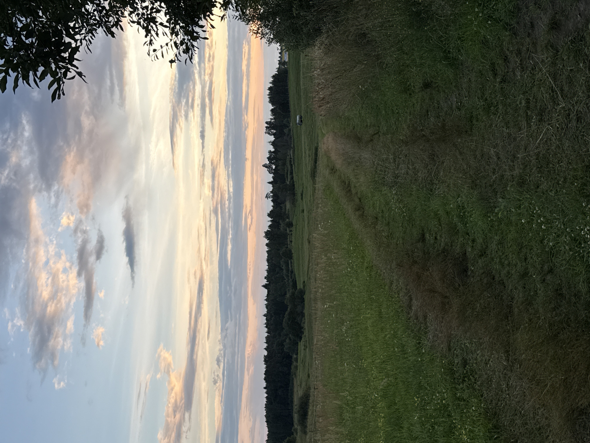 A rustic dirt path winds through a lush green meadow in Galinė, Lithuania. The path, worn by passage, cuts through tall grass dotted with small white wildflowers. In the distance, a dense forest forms a dark, imposing line against the horizon. The sky above is a canvas of soft pastels, with wisps of clouds tinged with pink and orange from a setting sun. A solitary, silver agricultural vehicle sits motionless in the middle of the field, a stark contrast to the natural beauty surrounding it. The leaves of a large tree, dark and silhouetted, frame the right side of the image, adding a touch of wildness to the serene landscape.