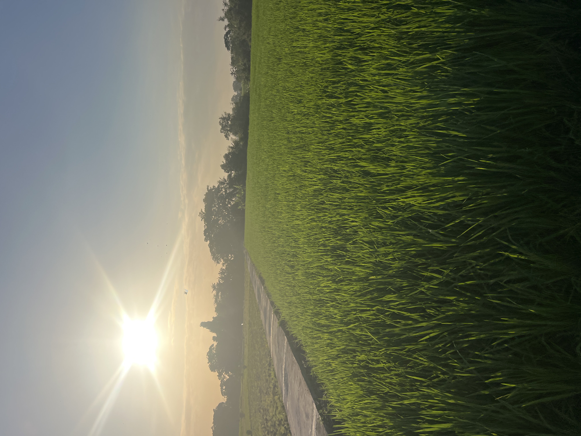 A vertical, wide-angle shot captures a vibrant green rice field bathed in the warm, radiant glow of the sun, which is positioned in the upper left corner of the frame, emitting bright rays across the sky. A narrow, concrete path runs diagonally across the scene, separating the foreground rice field from a darker, possibly fallow, field on the left. In the background, a line of trees forms a silhouette against the hazy, golden sky, suggesting a rural or semi-rural setting, potentially within the outskirts of Kediri, Indonesia. The sky transitions from a bright, sun-drenched hue to a soft blue at the top, with a few scattered clouds. Several small, dark specks, likely birds, are visible in the sky, adding a touch of life to the serene landscape. The overall impression is one of natural beauty and tranquility, characteristic of the Indonesian countryside during sunrise or sunset.