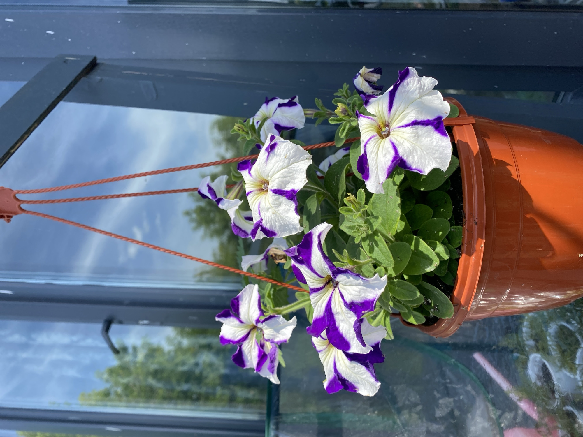 A hanging pot of petunias with white petals streaked with purple is suspended in front of a window. The pot is made of orange plastic and hangs from a red cord. The window reflects the sky and trees. The scene appears to be outdoors.