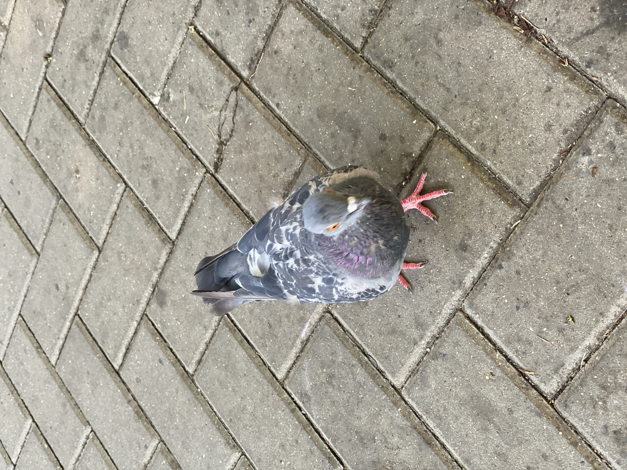 A pigeon stands on a herringbone patterned pavement. The pigeon has gray and white feathers, with iridescent purple and green neck feathers. Its eyes are orange, and its legs and feet are pink. The pavement is made of gray rectangular bricks. The scene appears to be outdoors, possibly in a public space in Chișinău, Moldova.