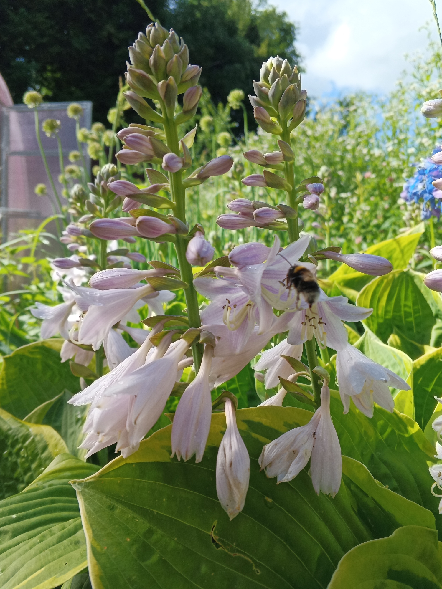 The image depicts a close-up view of flowering hosta plants in a garden. The hosta flowers are a pale lavender color with delicate, bell-shaped blooms. Several flower stalks are visible, with unopened buds at the top and open flowers lower down. One prominent feature is a bumblebee actively foraging on a flower in the center-right of the frame. The leaves of the hosta plants are large and green, with some showing a variegated yellow edge. In the background, out-of-focus elements suggest a lush garden setting with other plants and greenery under a bright sky with some clouds. The lighting suggests it is daytime. The scene appears to be an outdoor garden, possibly in a residential area, and is likely located in Suvorov, Russia, given the context provided.
