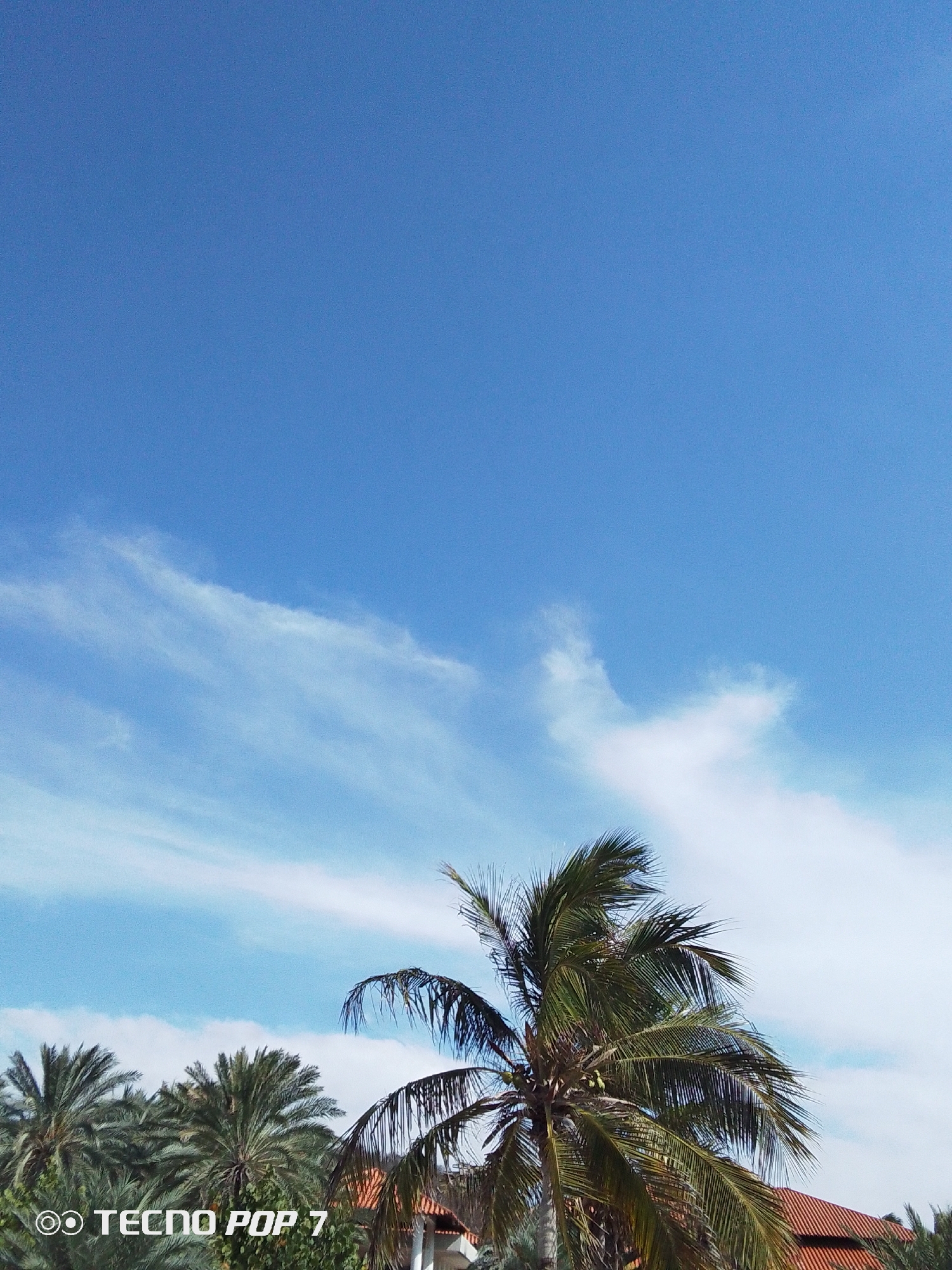 The image depicts a clear, bright blue sky with wispy white clouds. In the lower portion of the frame, there are palm trees with green fronds, partially obscuring a building with a red tile roof. The photo was likely taken in Pedro González, Venezuela, based on the prompt information. There are no people visible in the scene. A "TECNO POP 7" watermark is present in the bottom left corner.