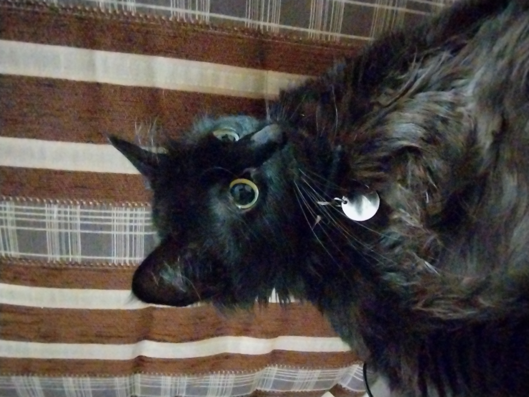 A close-up, medium shot captures a black cat with fluffy fur and large, yellow-green eyes looking to the right. The cat is wearing a silver bell tag on a collar. The cat is positioned in front of a striped and checkered background. The lighting appears to be natural, casting soft shadows on the cat's face.