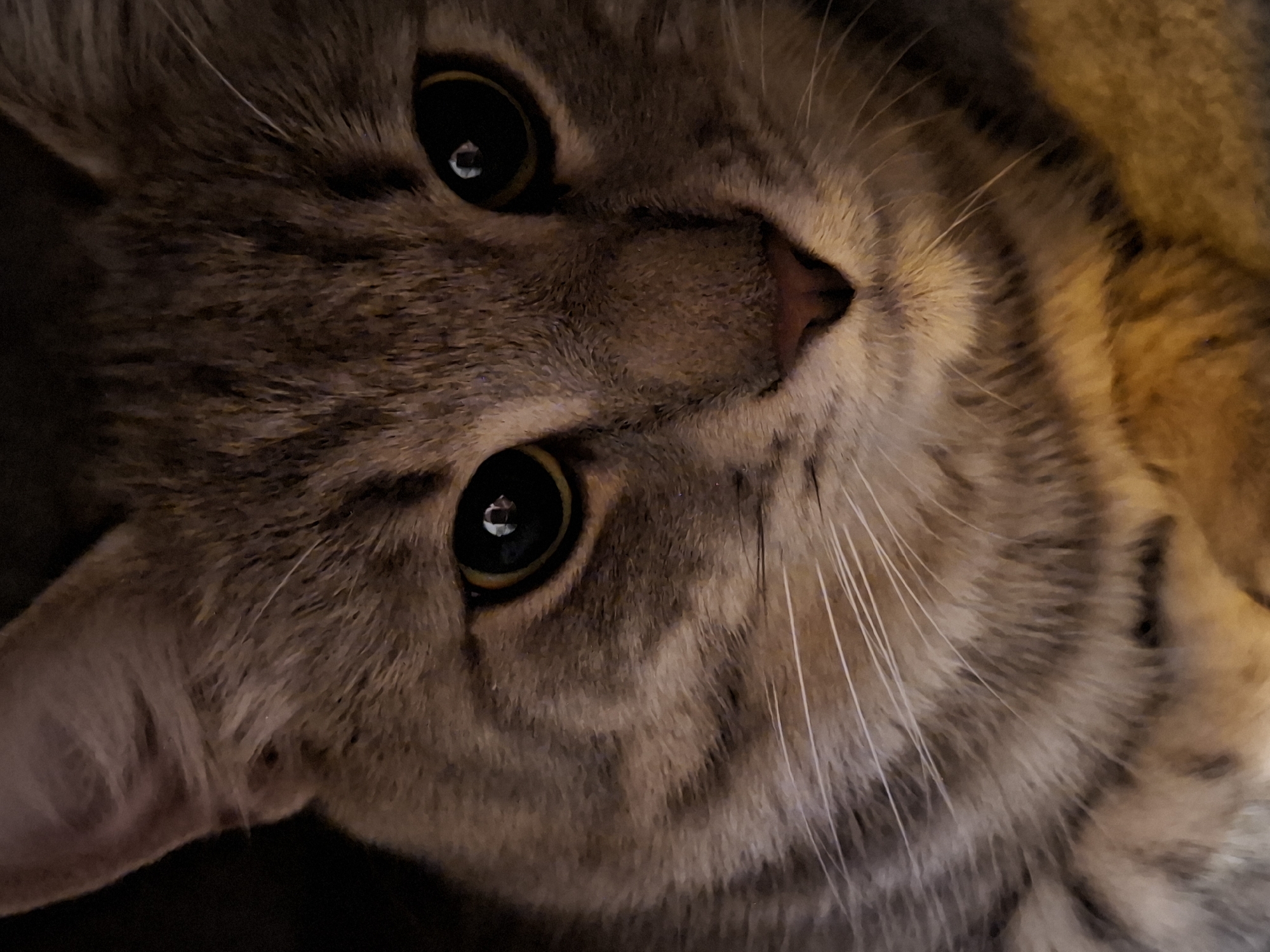 A close-up, macro photograph of a tabby cat's face is presented. The cat has striking, large green eyes with dark pupils that reflect light, appearing as small, white ovals. Its fur is a mix of grey and brown stripes. The cat's nose is a pinkish-brown color, and long, white whiskers extend outwards from its muzzle. The background is dark and blurred, with hints of warm, orange light visible at the bottom, suggesting the cat may be resting on a soft surface. The image is focused tightly on the cat's face, capturing intricate details of its fur and facial features. There are no people or any indication of location within the city of Zemun Urban Municipality, Serbia, or any other specific geographical area. The scene is a still portrait of a domestic animal.