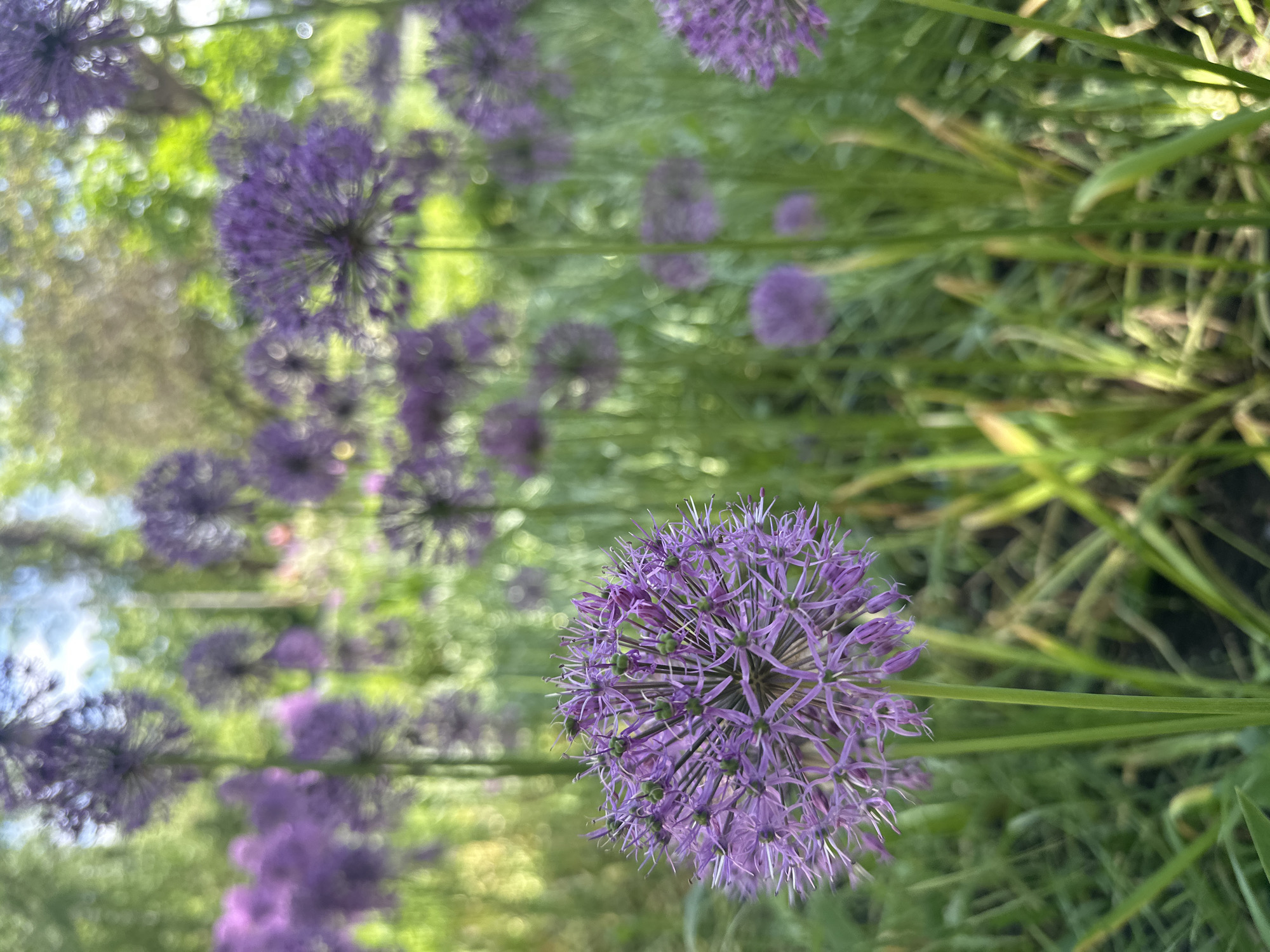 The image shows a field of purple allium flowers. The foreground features a sharply focused allium flower with visible individual florets and buds. The background reveals a soft-focus line of similar flowers extending into the distance. Green foliage surrounds the flowers. There is no indication that the image was taken in the city of Stavropol, Russia.