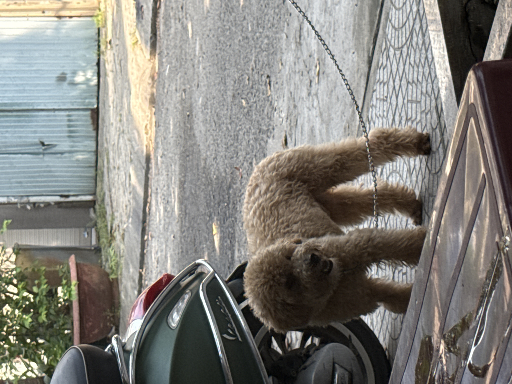 A medium-sized, light brown poodle is lying on the seat and rear tire of a green and red scooter parked on a tiled surface. A metal chain is suspended above the dog. Behind the scooter and dog is a grey concrete surface. To the left is a potted plant and a closed, horizontally-paneled metal door. The image is taken in Đà Nẵng, Vietnam.