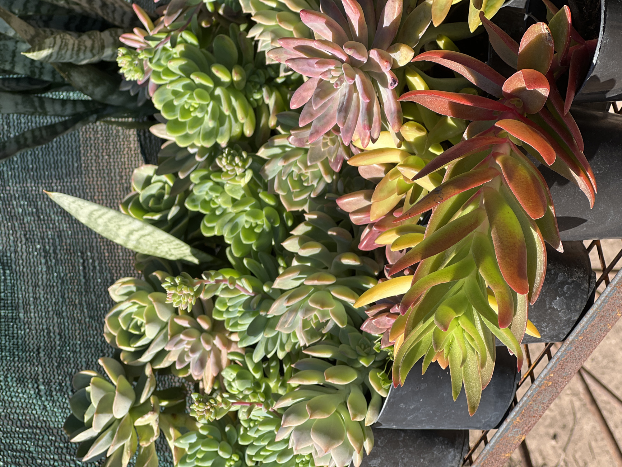 The image displays a close-up, eye-level view of various succulent plants potted in black containers. The succulents are arranged densely, filling the frame and are positioned on a rusty metal shelf. The plants exhibit a range of colors, including shades of green, pink, red, and yellow. Some succulents have plump, rounded leaves, while others have more elongated, pointed leaves. In the background, a green mesh screen is visible, and behind it, the patterned leaves of a snake plant can be discerned. The lighting suggests an outdoor setting, possibly a nursery or garden center. The image does not contain any people or discernable actions. The exact location in Sumalao, Argentina cannot be determined from the visual information provided.