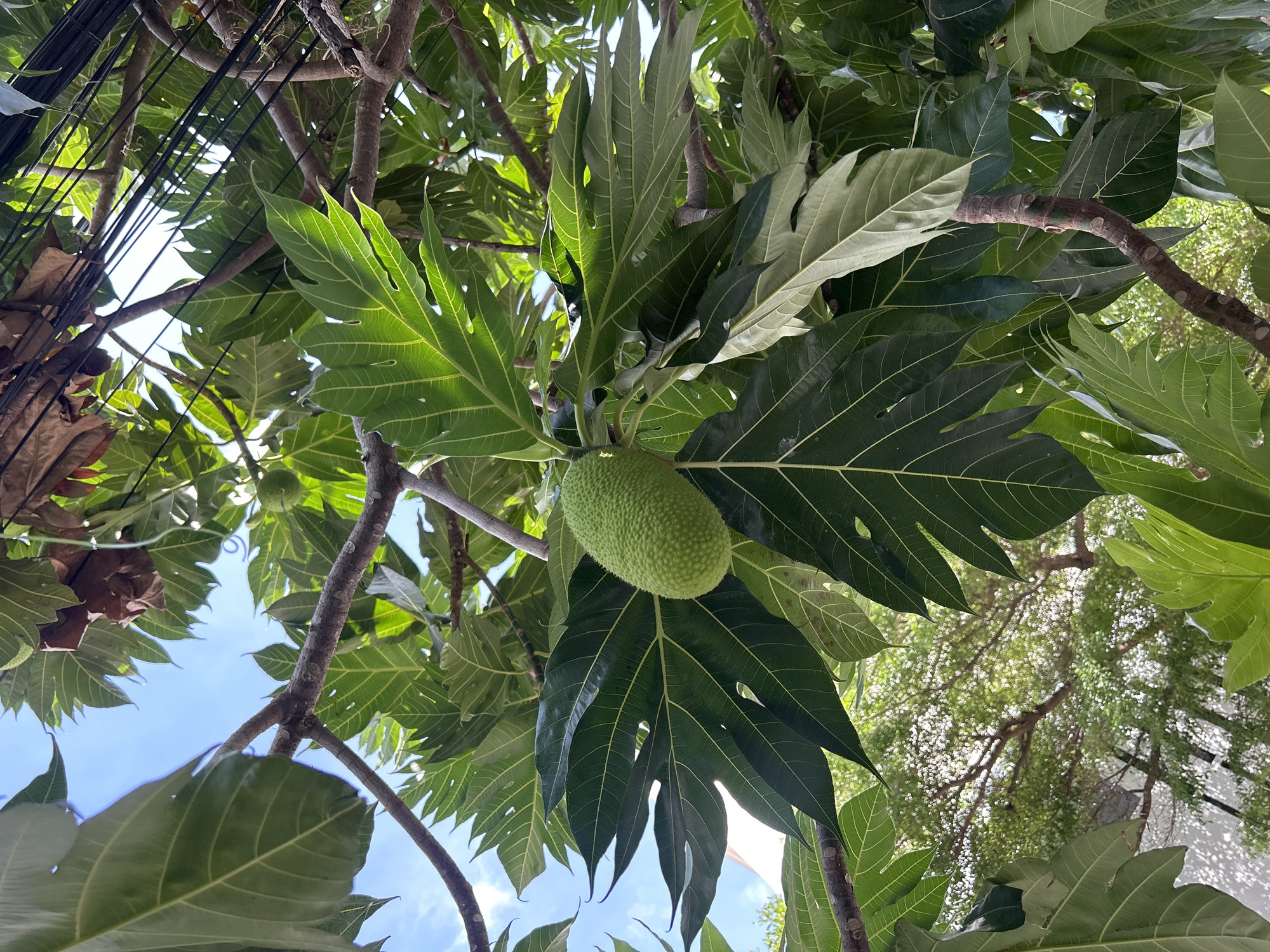 The image shows a close-up, low-angle view of a breadfruit tree (Artocarpus altilis) in Bac Nha Trang Ward, Vietnam. A mature breadfruit, oval in shape and green in color with a rough, textured surface, hangs amidst large, deeply lobed, green leaves. The leaves exhibit prominent veination. Tree branches are visible throughout the frame, some with visible bark markings. In the upper left corner, electrical wires are visible against a backdrop of sky. Patches of blue sky are visible through the canopy. Other structures and foliage are visible outside the main tree canopy, suggesting an urban or residential environment.