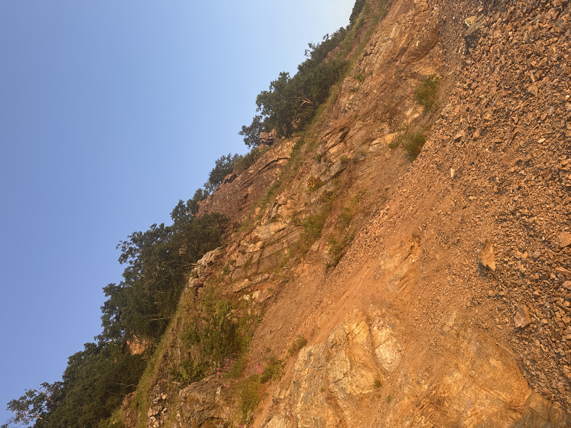 A steep, rocky slope covered with sparse vegetation and trees is illuminated by the warm glow of the setting sun. The slope is composed of large rock formations interspersed with loose gravel and dirt. Small pink flowers bloom in patches along the hillside. The sky above is a clear, pale blue. The scene suggests a natural, undeveloped area on the outskirts of a city, likely near a coastal region given the presence of rugged terrain and vegetation. Without specific landmarks, pinpointing the exact location within Petropavlovsk-Kamchatsky is not possible from the image alone.