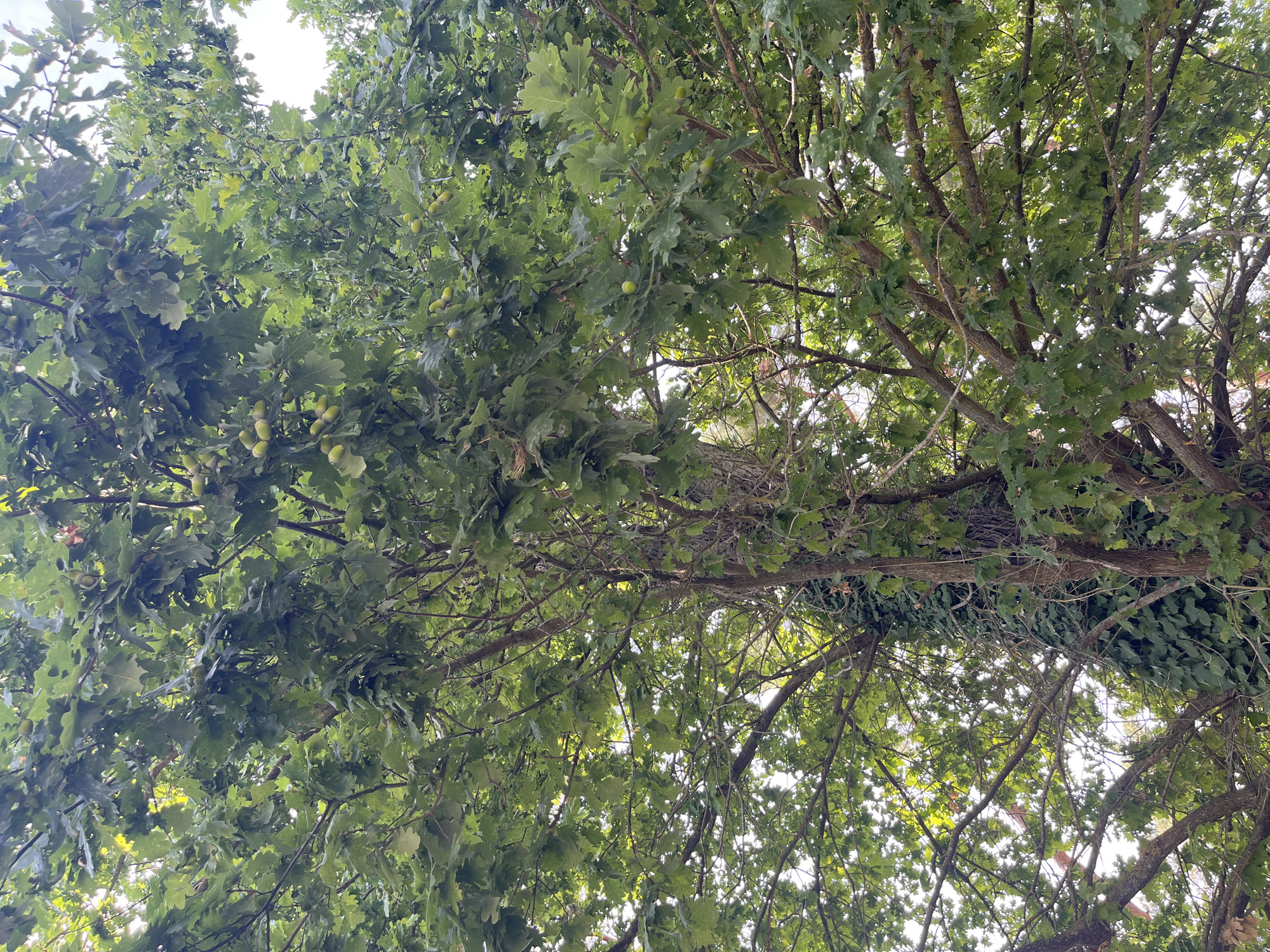 The image shows a low-angle view of an oak tree with green leaves and acorns, set against a bright, overcast sky. The tree's branches are dense and spread out, with some vines growing up the trunk of the tree on the left side. The lighting suggests it is daytime. The location is described as being in the city of Sonchamp, France.