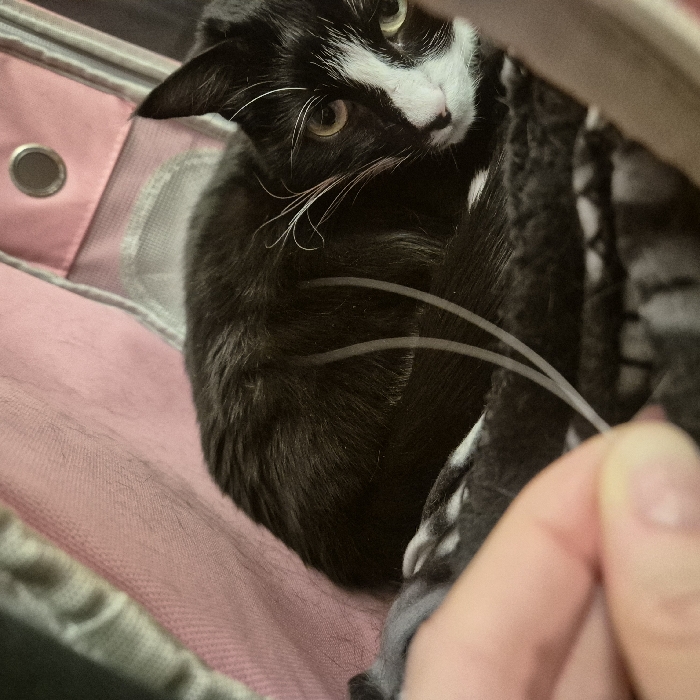 The scene is located in Strasbourg, France. A black and white tuxedo cat is the primary subject, resting within a dark grey patterned blanket inside a pink fabric enclosure, likely a pet carrier or a soft bed, evidenced by a silver metal grommet in the upper right background. The cat has greenish-yellow eyes, white whiskers, and white markings on its muzzle, chin, and chest, looking directly towards the viewer. In the lower-left foreground, a human hand holds two thin, translucent white tubes that extend over the cat's dark fur towards its head.