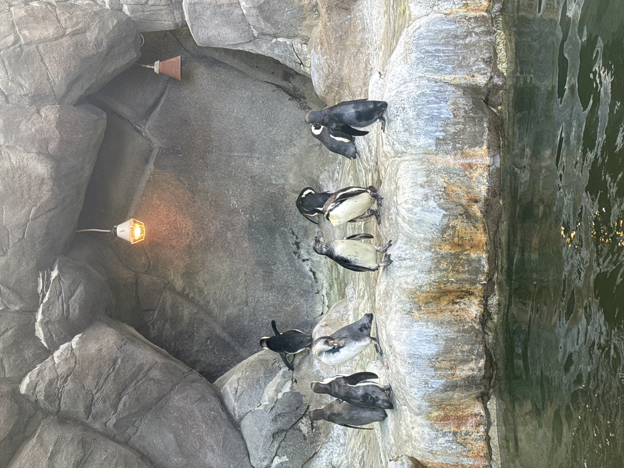 The image depicts a penguin exhibit at the Moscow Zoo, Moscow, Russia. A group of eight penguins, primarily Humboldt penguins, are resting on artificial rock structures next to a pool of water. The rocks are gray and textured, designed to mimic a natural rocky coastline. Two artificial light fixtures are embedded in the rock wall. One is brown and conical, while the other is a small, caged bulb emitting a warm, orange glow. The water is green and murky, reflecting the light and surrounding environment. The scene is taken from a low angle.