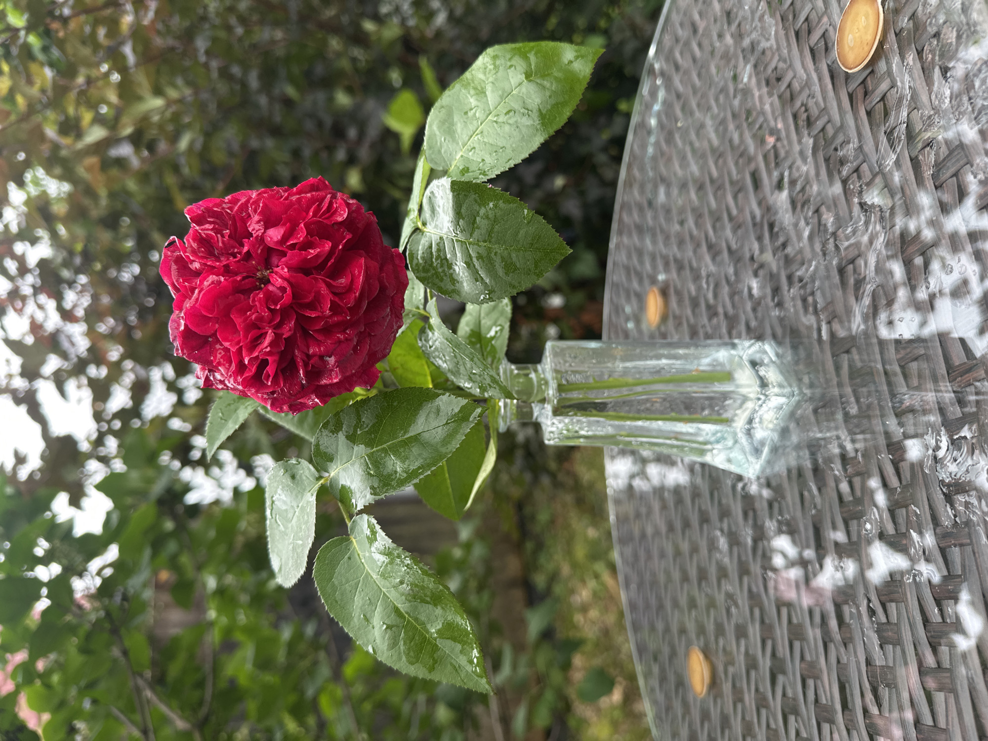 A close-up shot shows a deep red rose in a small, clear glass vase filled with water. The rose is the central focus, with its dense, ruffled petals glistening with water droplets. Several green leaves, also wet, surround the bloom, attached to a stem that extends into the vase. The vase itself is square-shaped with a slightly flared top and sits on a transparent glass surface. This surface appears to be a table with a woven texture underneath, likely made of wicker or plastic. The table is also wet, with numerous water droplets scattered across it, suggesting it's outdoors, possibly after rain. In the background, a soft-focus garden scene unfolds with lush green foliage and hints of darker leaves, creating a natural, verdant backdrop. The lighting is diffused, typical of overcast or post-rain conditions. There are no people or animals visible in the image.