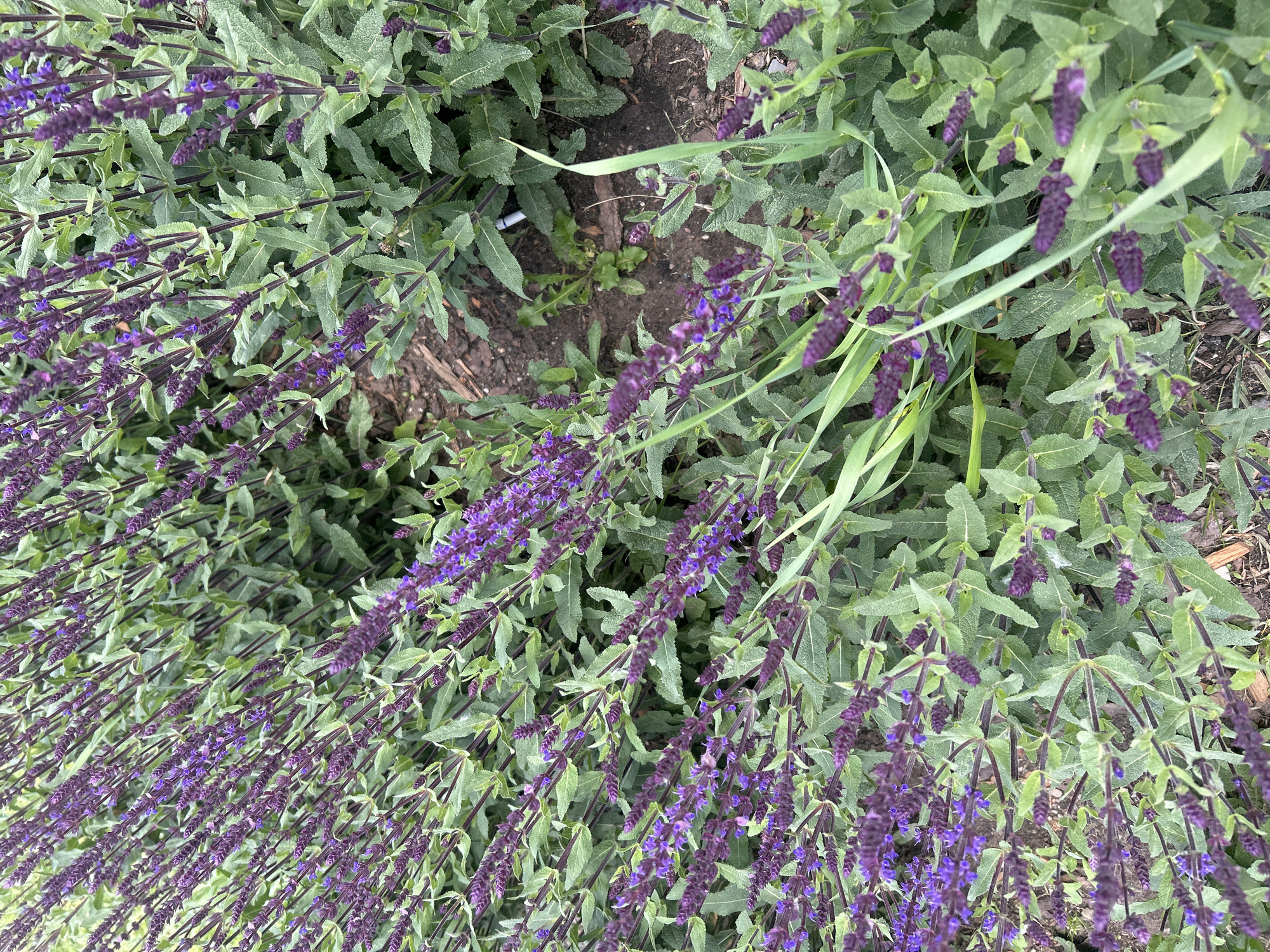 The image shows a patch of Salvia plants, likely Salvia nemorosa (wood sage), with vibrant purple flower spikes contrasting against the green foliage. The plants are densely packed and appear healthy, suggesting a well-maintained garden or landscape. The ground beneath the plants is visible in some areas, revealing soil. The image does not contain any information or features that would allow the determination of its location in the city of Moscow, Russia. There are no people, animals, or structures evident in the frame, and no activities taking place.