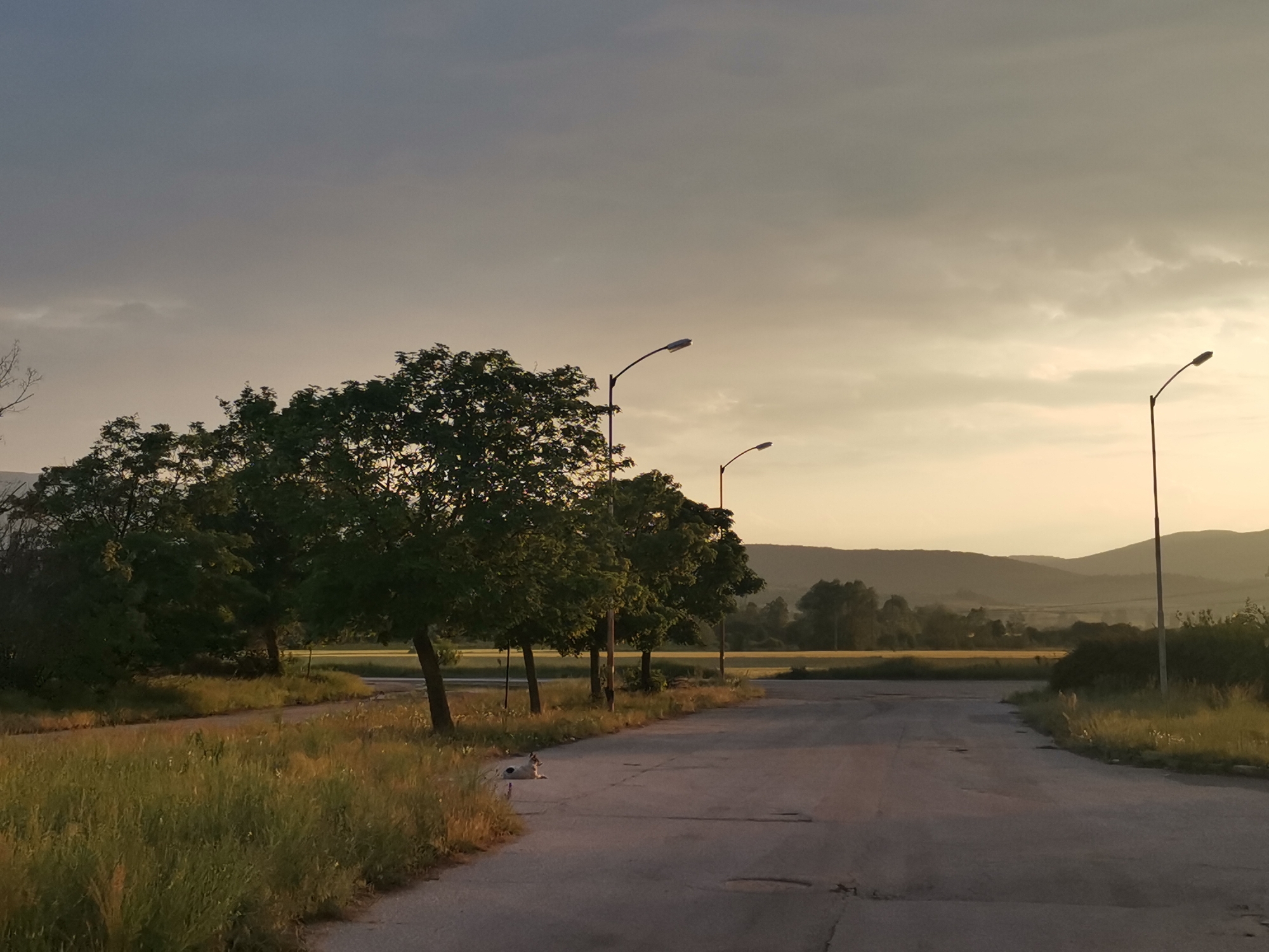 This forensic description details an outdoor scene in Zhivkovo, Bulgaria, depicting a rural road at what appears to be late afternoon or early evening. The sky transitions from a dark, overcast grey-blue at the zenith to a warm, pale yellow-orange at the horizon, indicative of setting or rising sun, obscured by clouds.
An unmaintained asphalt road, marked by numerous cracks, potholes, and areas of discoloration, extends from the immediate foreground, curving slightly to the right before straightening and receding into the hazy background. Along the left side of the road, a dense line of approximately five mature deciduous trees with dark green foliage casts shadows. Tall, unkempt grass, predominantly green with interspersed dry stalks, borders both sides of the asphalt.
On the left side of the road, near the base of the trees and adjacent to the grassy verge, a small white dog with black markings is observed lying down, facing towards the right foreground.
Three streetlights are visible. The first is on the left, partially obscured by the tree canopy. The second is more centrally located on the right side of the road, with its arm extending over the asphalt. The third is further down the road on the right. All streetlights are unilluminated.
In the midground, beyond the road and the immediate vegetation, a large, flat field with yellowish and light green hues is present, suggesting agricultural land. The distant background features a series of rolling hills or low mountains, appearing as dark silhouettes against the bright horizon, partially obscured by atmospheric haze. There are no human subjects or explicit interactions visible. The scene conveys a sense of quietude in a somewhat neglected rural setting within the identified city of Zhivkovo, Bulgaria.