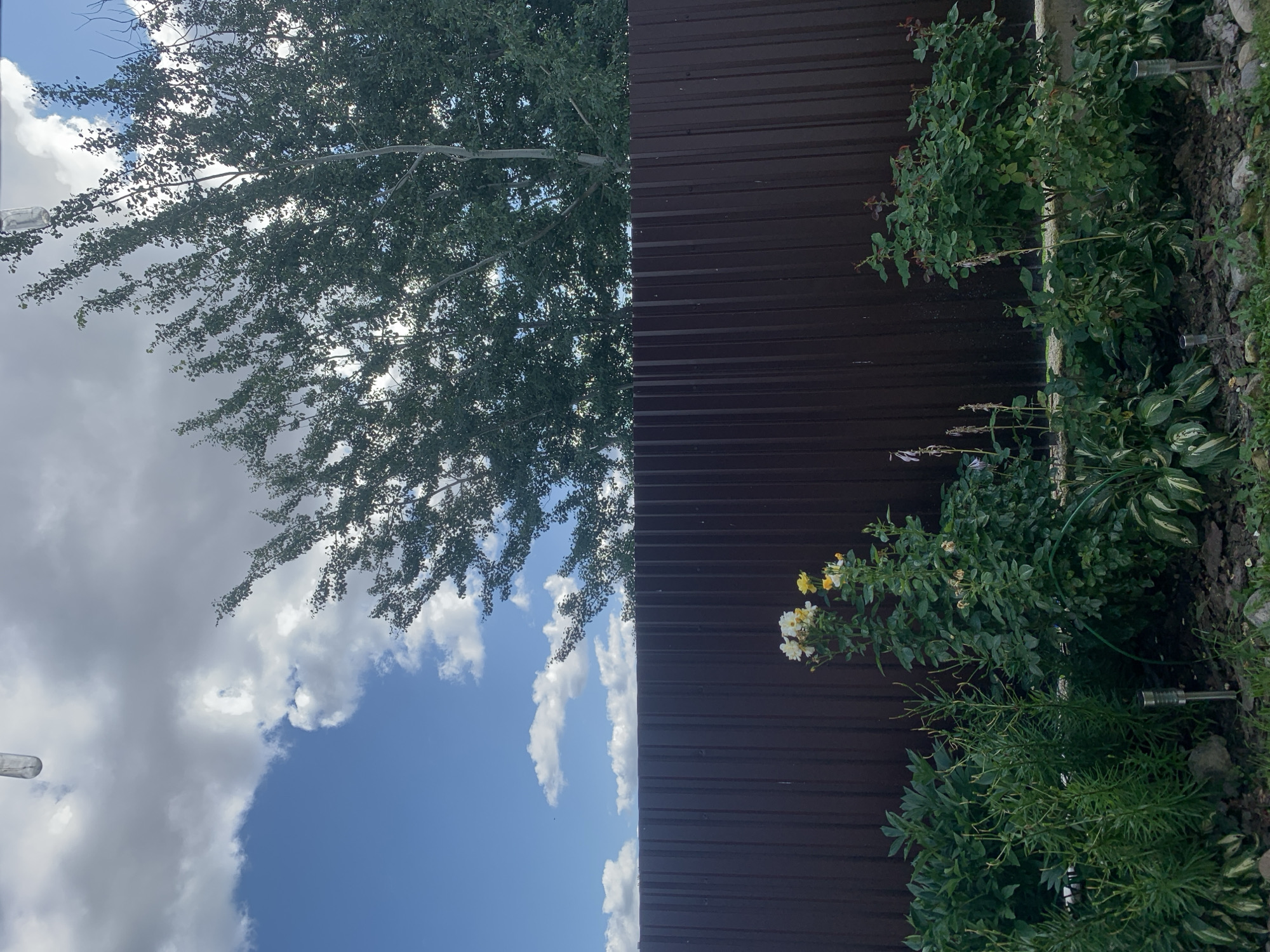The image depicts a backyard scene behind a dark brown corrugated metal fence. In the foreground, a garden bed contains various green plants, including rose bushes with white and yellow flowers, tall, thin plants with small buds, and leafy hostas with variegated green and white foliage. Several small, silver garden lights are visible amongst the plants. In the background, a large deciduous tree with dense green foliage extends upwards, partially obscuring a bright blue sky filled with scattered white and gray clouds. The overall impression is that of a suburban or rural residential property. No people or animals are present in the image. The location is identified as being in Minsk, Belarus.