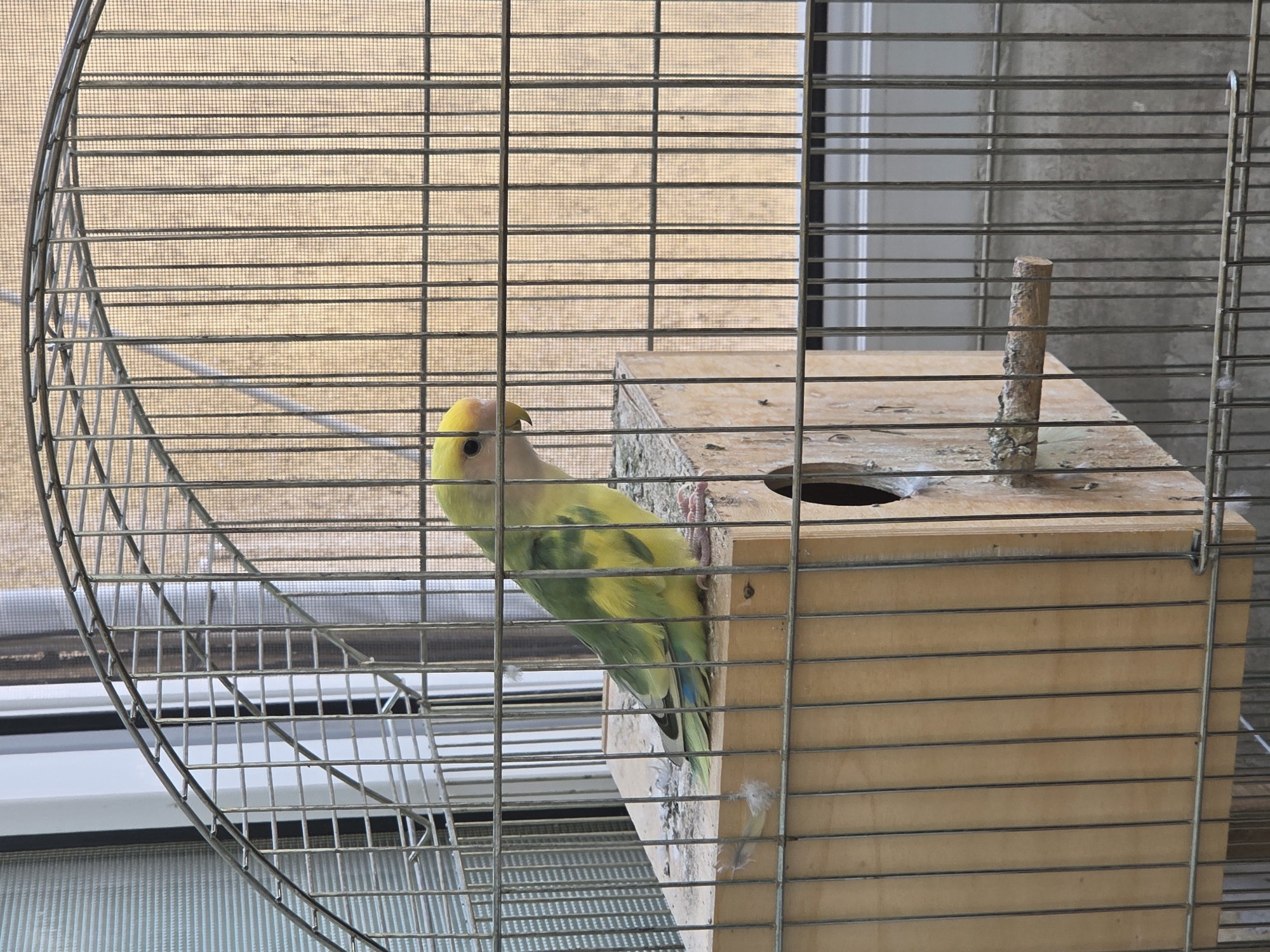 A green and yellow parrot is perched on a wooden box inside a metal cage. The cage is situated near a window with a screen. The exact location in Plovdiv, Bulgaria is not discernible from the image.