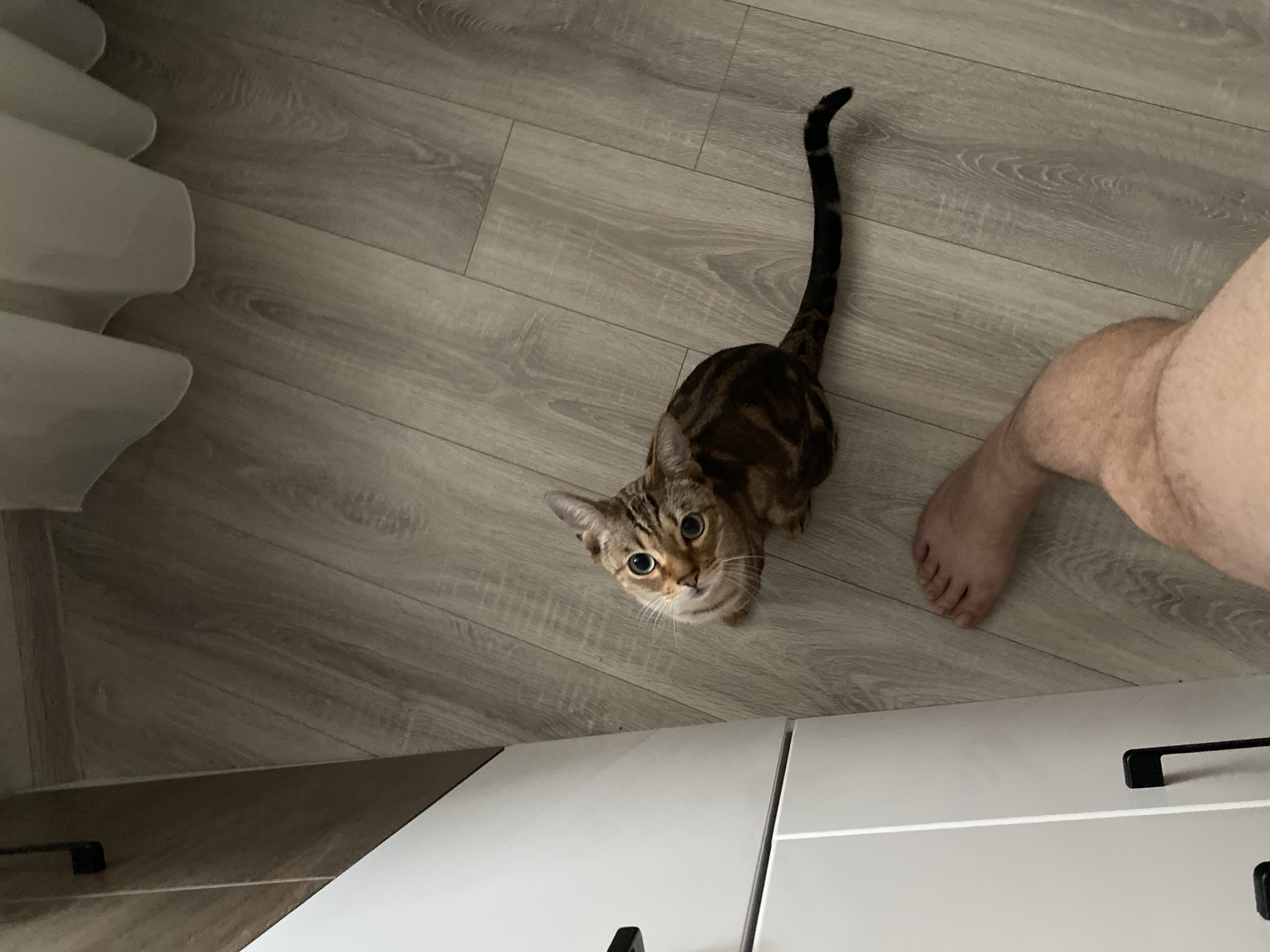 An indoor scene, likely in a residence in Chaikovsky, Russia, shows a brown tabby cat looking up. The cat is standing on light-colored wood-look flooring. To the right of the cat is a human leg and foot. To the left is a white curtain. In the lower portion of the image are white cabinets with black handles.