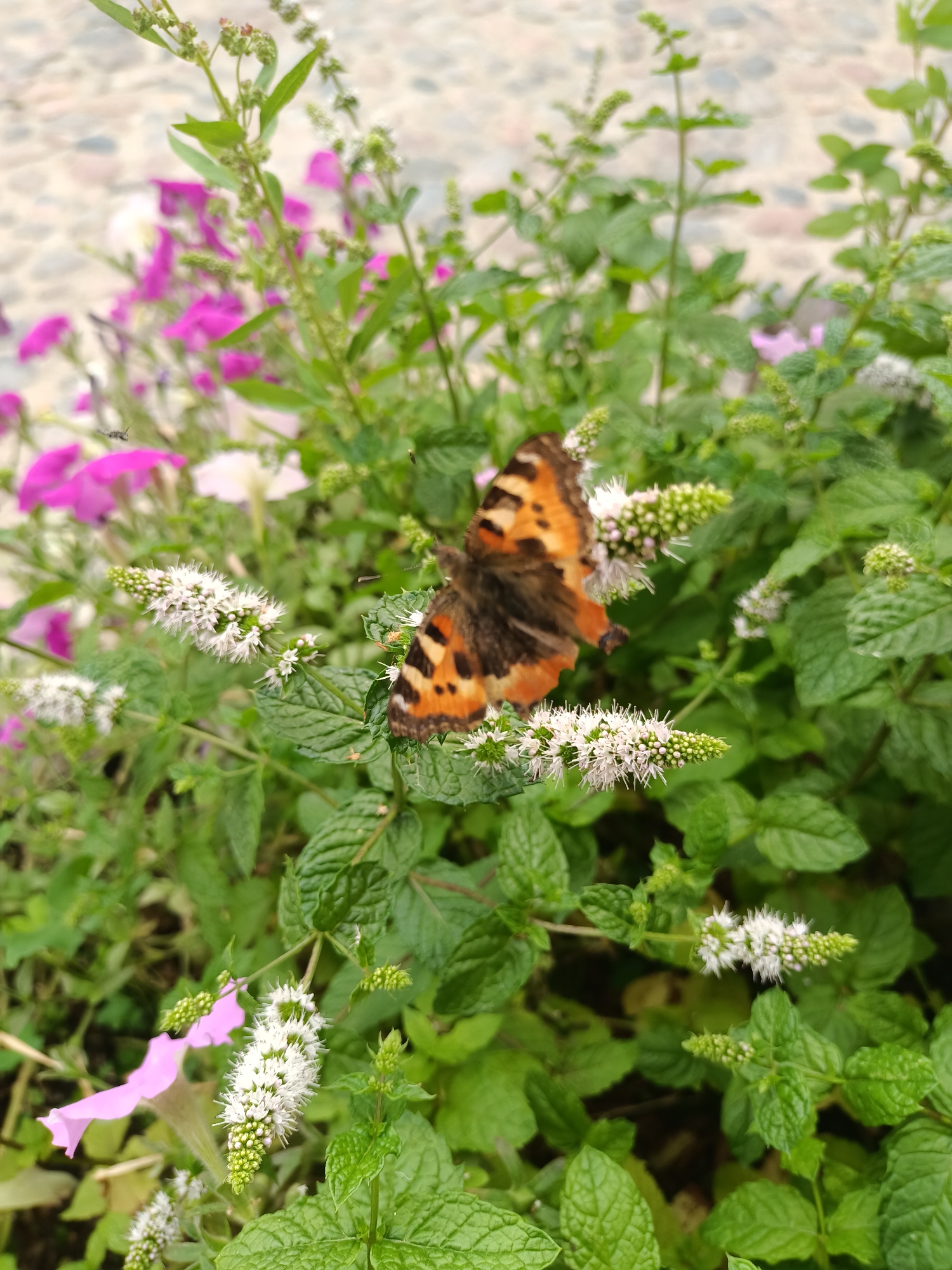 A butterfly with orange, black, and brown wings is perched on a cluster of small white flowers. The butterfly's wings are spread open, revealing intricate patterns. It is surrounded by lush green foliage, with some blurred pink flowers in the background. The overall scene suggests a natural, outdoor setting, likely a garden or park. The image does not provide specific indicators to pinpoint its location within Tallinn, Estonia, but it depicts a common natural scene that could be found in various green spaces within the city.