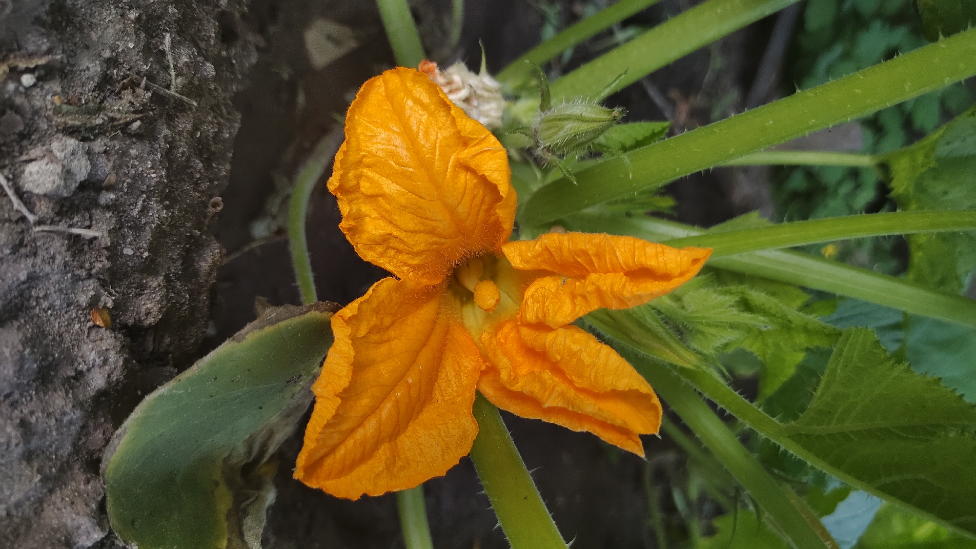A close-up, eye-level shot captures an open, vibrant orange squash blossom with five distinct, ruffled petals. The blossom is centered in the frame and appears to be growing on a plant with thick, green, fuzzy stems and large, dark green leaves, which are visible in the background and to the right of the flower. A small, green, fuzzy bud is situated to the left of the blossom. The ground beneath the plant is a mix of dark soil and rocks, with some dry, organic debris scattered on the surface. The lighting suggests it is daytime, with soft shadows indicating an overcast sky or late afternoon sun. The image was taken in Mikhaylovka, Russia.