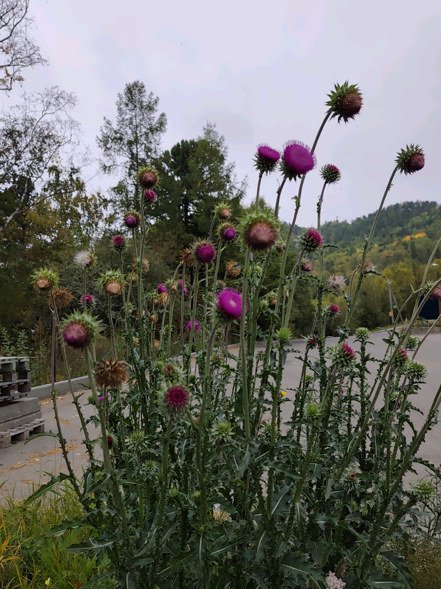 The image shows a patch of thistle plants with purple flowers and spiky seed heads, growing outdoors on a cloudy day. The thistles are the main subject, with many flowering stems and seed heads in various stages of development. In the background, there are trees, a hillside covered in foliage, and a paved surface. To the left of the thistles, there are some wooden pallets and dry grass. The overall scene suggests an outdoor environment, possibly a park, roadside, or undeveloped area. The location is identified as Listvyanka, Russia. No people are visible in the image.