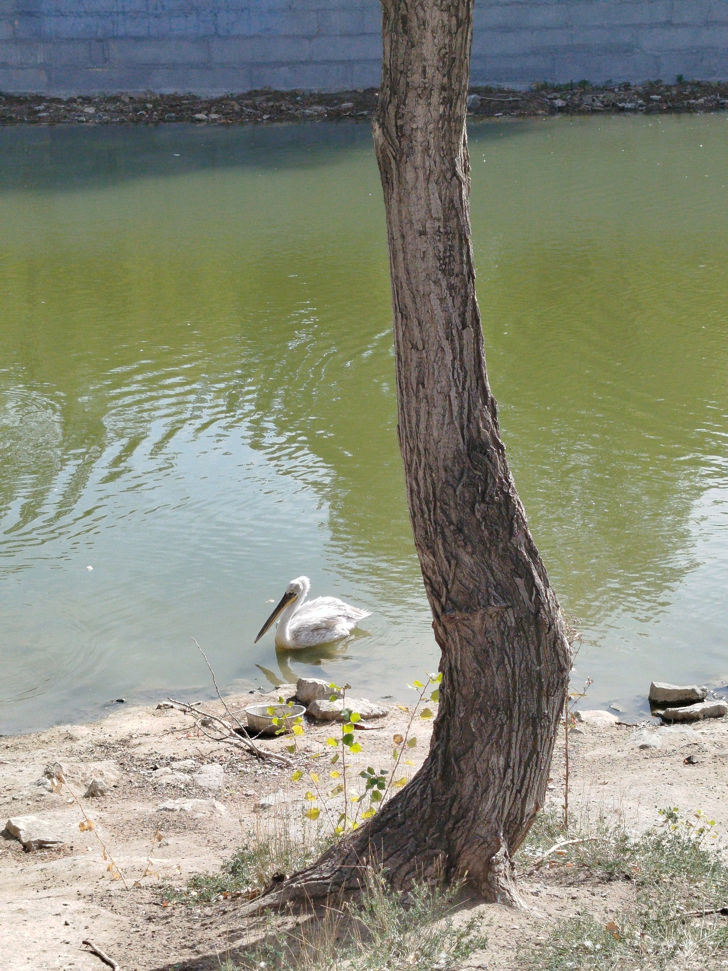 A pelican swims in murky green water near a sandy shore. A large tree trunk stands vertically in the foreground, obscuring part of the background. The shore is littered with rocks and dry vegetation. In the distance, a concrete wall lines the water. The scene appears to be outdoors, possibly in a park or natural setting within the city administration of Qarağandı, Kazakhstan.
