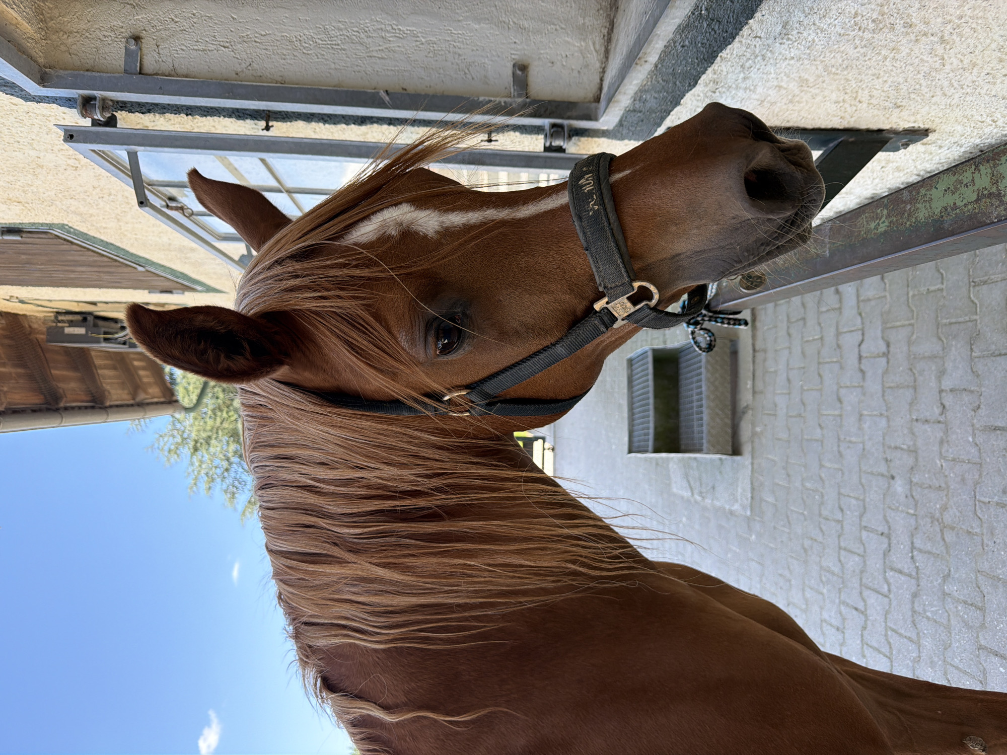 An equine subject, a brown horse with a light-colored blaze, stands outdoors next to a light-colored, stucco-clad building. The horse is wearing a black halter with silver hardware. Its head is turned towards a window in the building, and it appears to be looking out. The background includes a bright blue sky with a few white clouds, a green tree, and part of a wooden roofline. The ground is paved with interlocking bricks. In the mid-ground, there are two metal grate steps leading up to the window. The overall scene suggests a farm or stable environment. This image was taken in Anzing, Germany.