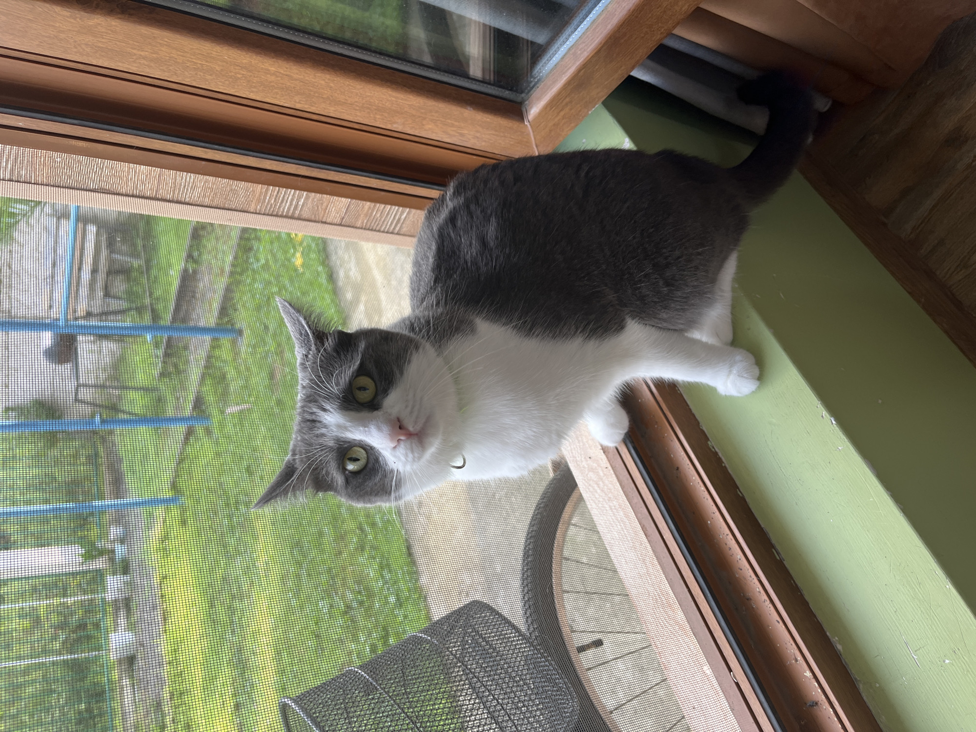 A grey and white cat sits on a light green windowsill, looking towards the camera. The cat has green eyes and white paws. Behind the cat, a window screen shows a blurred view of a grassy yard with some blue structures. To the right of the cat, a wooden window frame is visible. The scene appears to be located in a residential area in Ureki, Georgia.