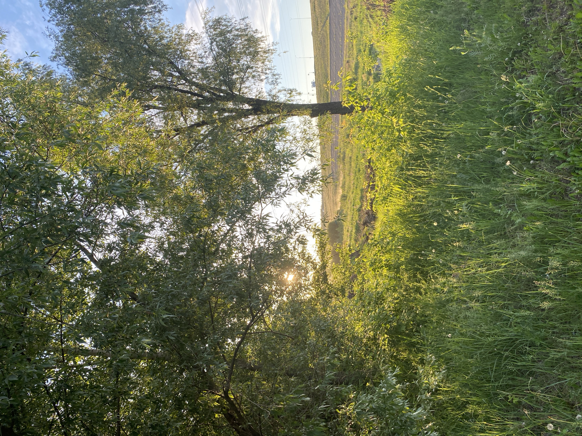 This media file presents a vibrant outdoor natural landscape, likely captured in Chaikovsky, Russia, during either sunrise or sunset given the strong backlighting. The image is dominated by lush green vegetation, showcasing a serene and untouched environment.
In the foreground and midground, dense foliage comprises numerous trees and bushes with abundant green leaves, some appearing translucent from the backlighting. A prominent tree trunk stands on the left side of the frame, emerging from the thick undergrowth. The sun, partially obscured by the leaves, creates a radiant flare and casts golden highlights on the surrounding greenery.
To the right, a wide expanse of tall, verdant grass stretches across the ground, shimmering with the golden light of the sun. Scattered among the grass are delicate white seed heads, possibly from dandelions.
In the background, under a clear to partly cloudy blue sky, a horizontal strip hints at a distant road or cleared path, accompanied by faint structures resembling utility poles or power lines. No people or specific activities are visible, emphasizing the tranquility of the natural setting. The overall mood is peaceful and idyllic, bathed in warm, soft light. No text is visible in the image.