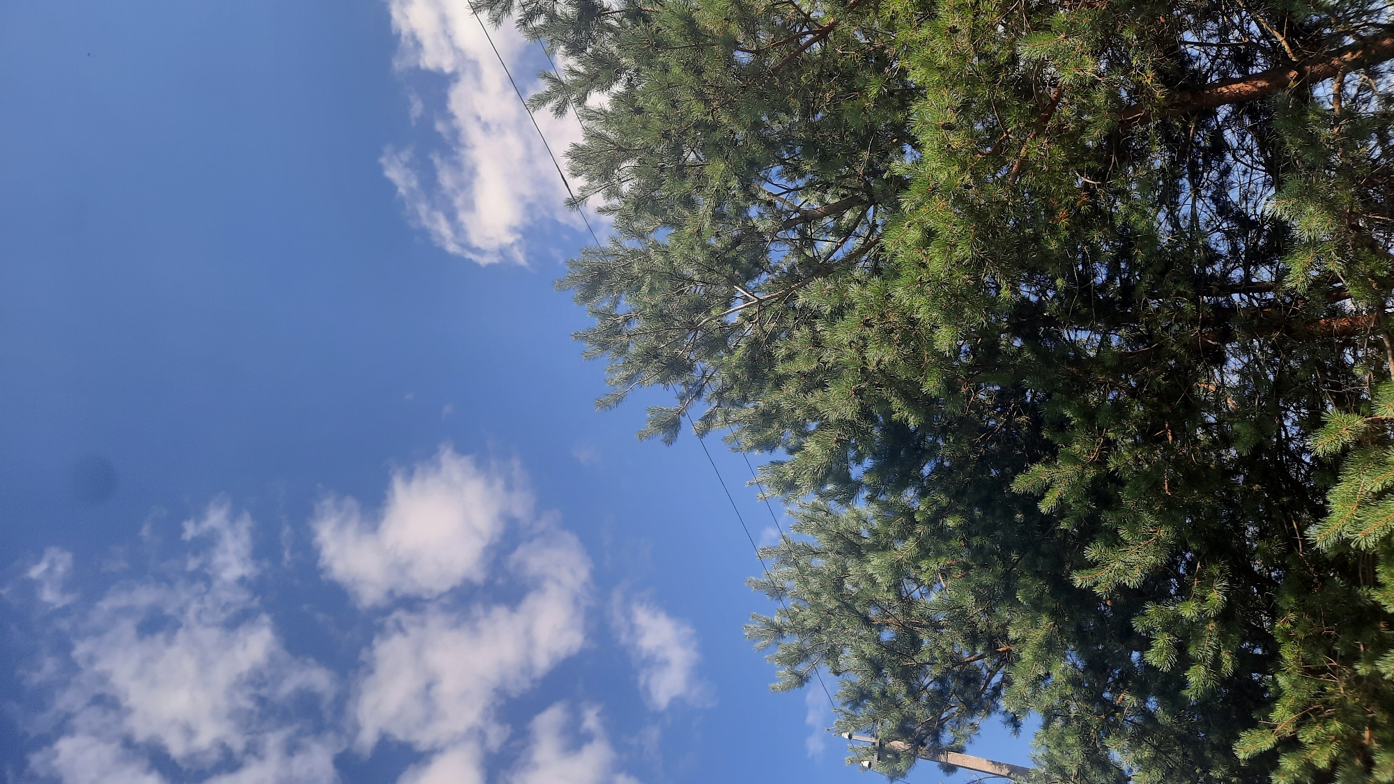The image shows a section of pine trees against a bright blue sky with scattered white clouds. A thin electrical wire runs horizontally across the upper portion of the frame, with a utility pole visible on the far left. The pine trees are dense and green, with some of their branches extending into the sky. The scene appears to be outdoors, possibly in a park or a residential area with greenery, within the city of Shklov, Belarus.