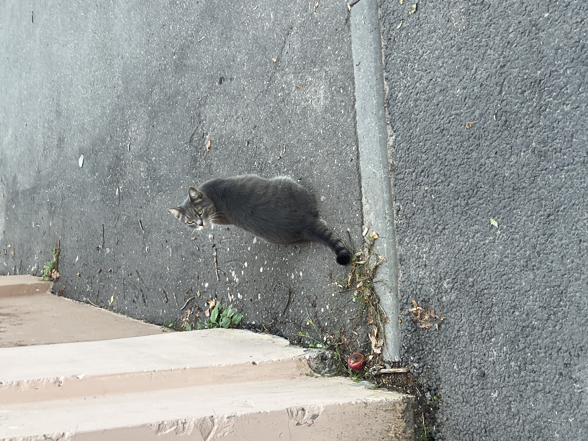 A gray tabby cat is sitting on an asphalt surface next to a light pink wall. The cat is facing away from the camera, looking over its left shoulder. There is a curb separating the asphalt from a patch of dry grass and leaves. A red object, possibly a piece of fruit or trash, is visible near the wall. The scene appears to be outdoors in an urban environment. The location is Nizhny Novgorod, Russia.
