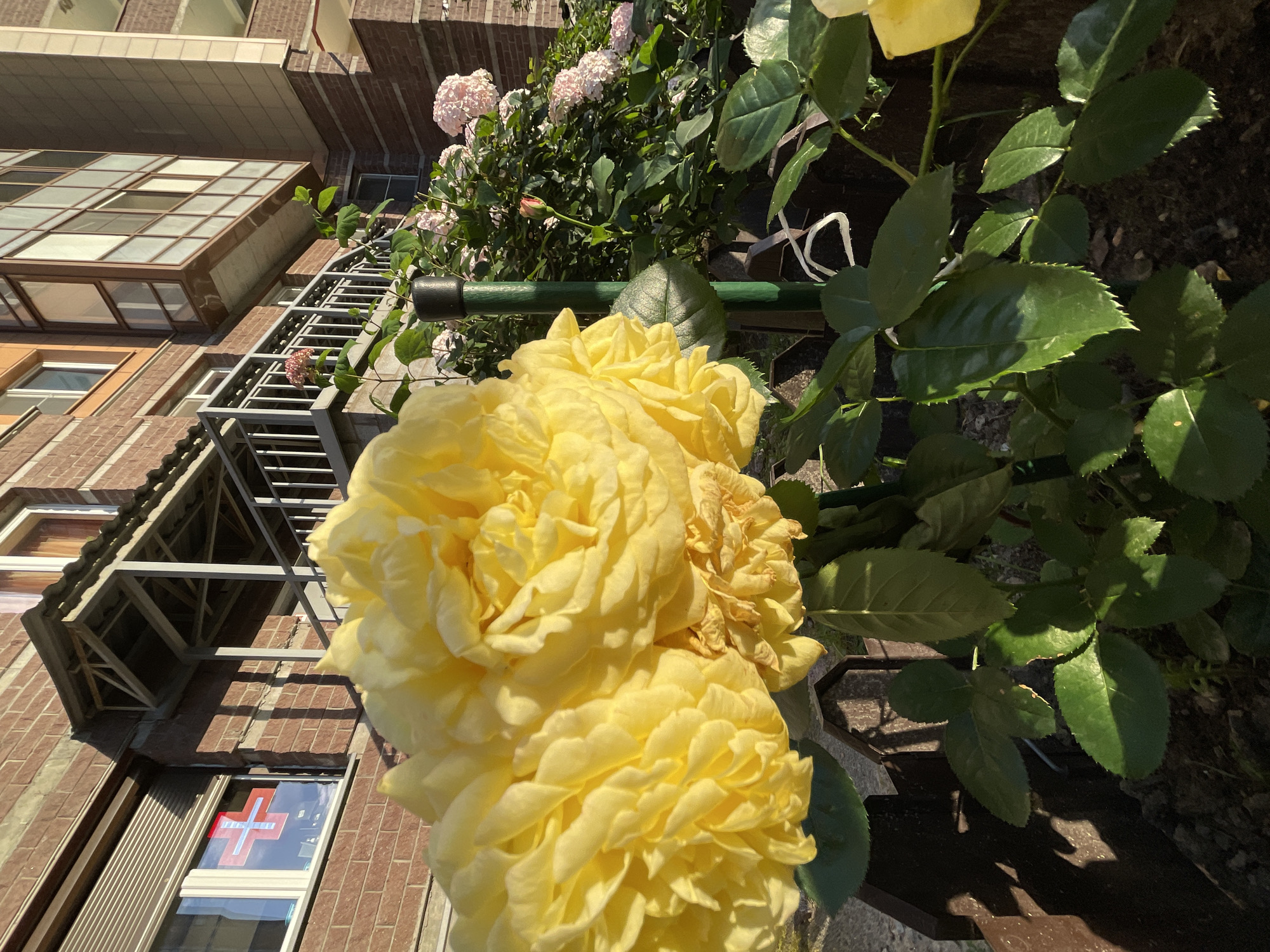 This is a close-up, eye-level, outdoor shot of a large yellow rose bloom in the foreground, with a building and other rose bushes in the background. The building is made of brick and has windows and balconies. A red and white cross emblem is visible in one of the windows. The yellow rose is densely petaled and appears to be a hybrid tea rose. Behind it, smaller pink roses are blooming on a bush. The scene is lit by natural sunlight, casting shadows. The environment suggests a garden or courtyard area in front of a residential building. The presence of the cross emblem may indicate a medical facility or a building with such a symbol, possibly in Saint Petersburg, Russia, given the request.