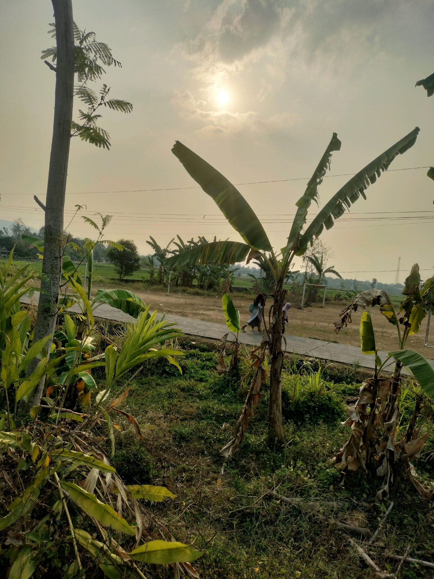The image depicts a rural scene in Pujut, Indonesia, under a hazy, sunlit sky. In the foreground, lush green foliage, including large banana leaves and other tropical plants, dominates the left side of the frame. A tall, bare tree trunk stands prominently on the left, with sparse leafy branches reaching towards the sky. A paved pathway runs horizontally across the mid-ground. Two figures, appearing to be young women or girls, are walking along this path from left to right, one in a light-colored outfit and the other in a darker garment, both with head coverings. Behind them, a field of green crops, likely rice paddies, stretches into the distance, punctuated by scattered trees and a distant tower-like structure. Several banana trees are visible throughout the scene, some with healthy green leaves and others appearing dried and brittle. The overall environment suggests a warm, possibly humid, climate typical of a tropical rural area.