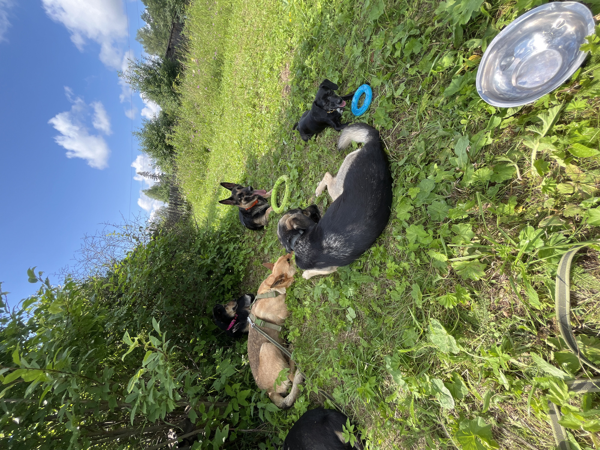 A group of seven dogs are relaxing on a grassy area under a large, leafy tree, likely in a park or backyard. The dogs are of various breeds and sizes, with some lying down, one sitting, and one small black dog playing with a blue ring toy. A silver bowl is visible in the foreground. The scene appears to be in Nizhny Tagil, Russia, with a slightly overcast sky and lush green vegetation.