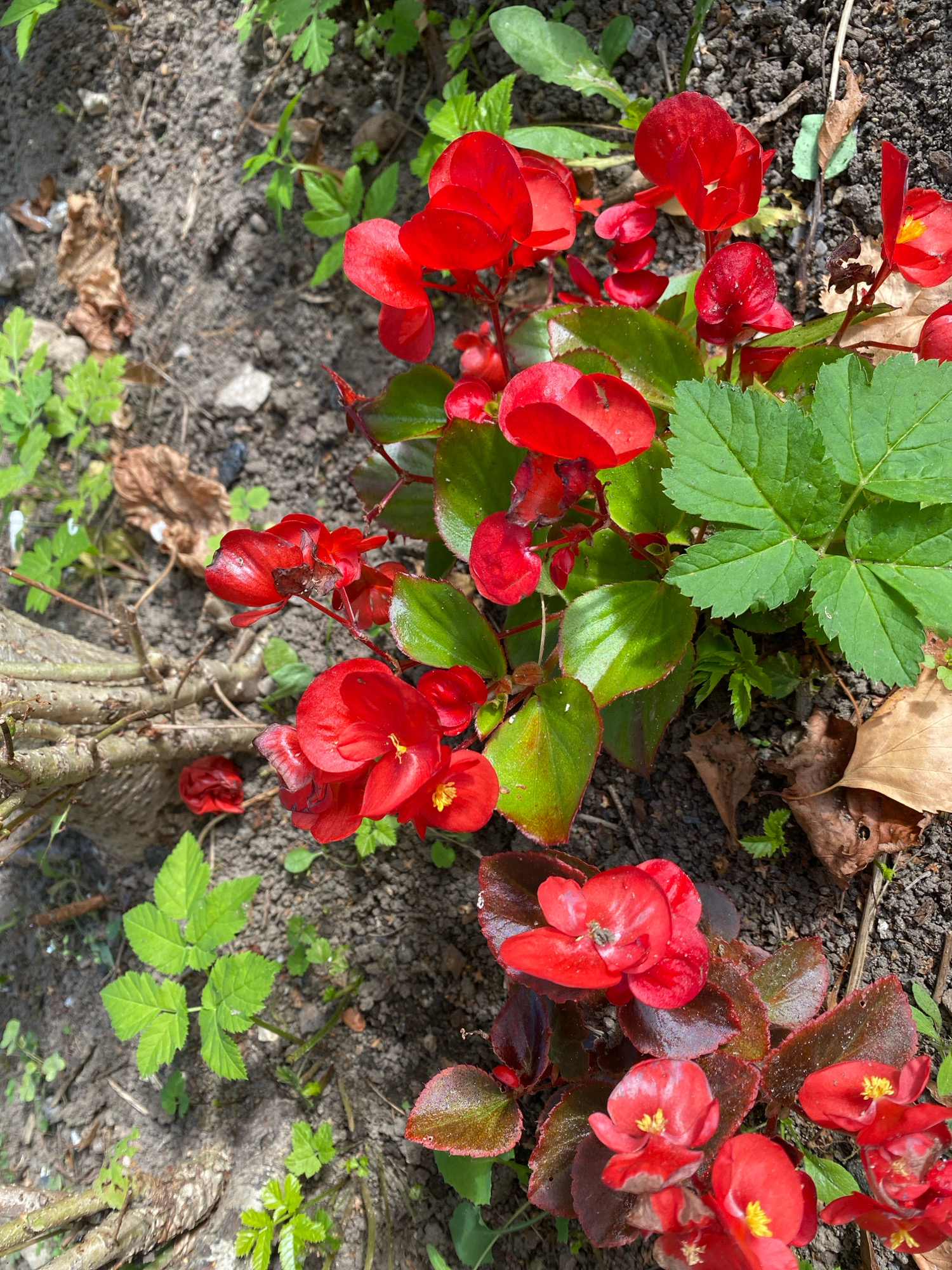 The image depicts a close-up view of red begonia flowers and their green foliage growing in dark soil. Several of the flowers are in full bloom, while others are still buds. The leaves of the begonias are a mix of green and dark reddish-brown, with some showing signs of wilting or damage. In the background and around the flowers, there are other plants with green leaves, some appearing more delicate and fern-like. The ground is composed of dark, loose soil with scattered small stones and dry, brown leaves. A thick, gnarled branch from a larger plant lies horizontally across the lower left portion of the image. The lighting suggests it is daytime, with shadows cast by the plants. There are no people or animals visible in the scene. The setting appears to be an outdoor garden or a natural area within the city of Ivanteyevka, Russia.