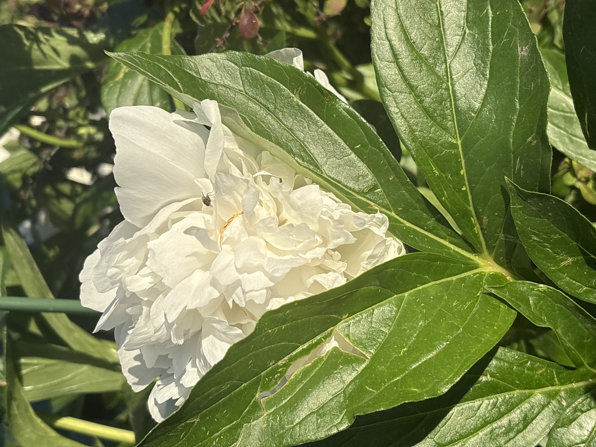A close-up shot captures a white peony flower with ruffled petals, partially obscured by lush green leaves. A small, dark insect is perched on one of the petals. The background is blurred, suggesting a garden setting. This image was taken in Sovkhoza "Razdol'e", Russia.