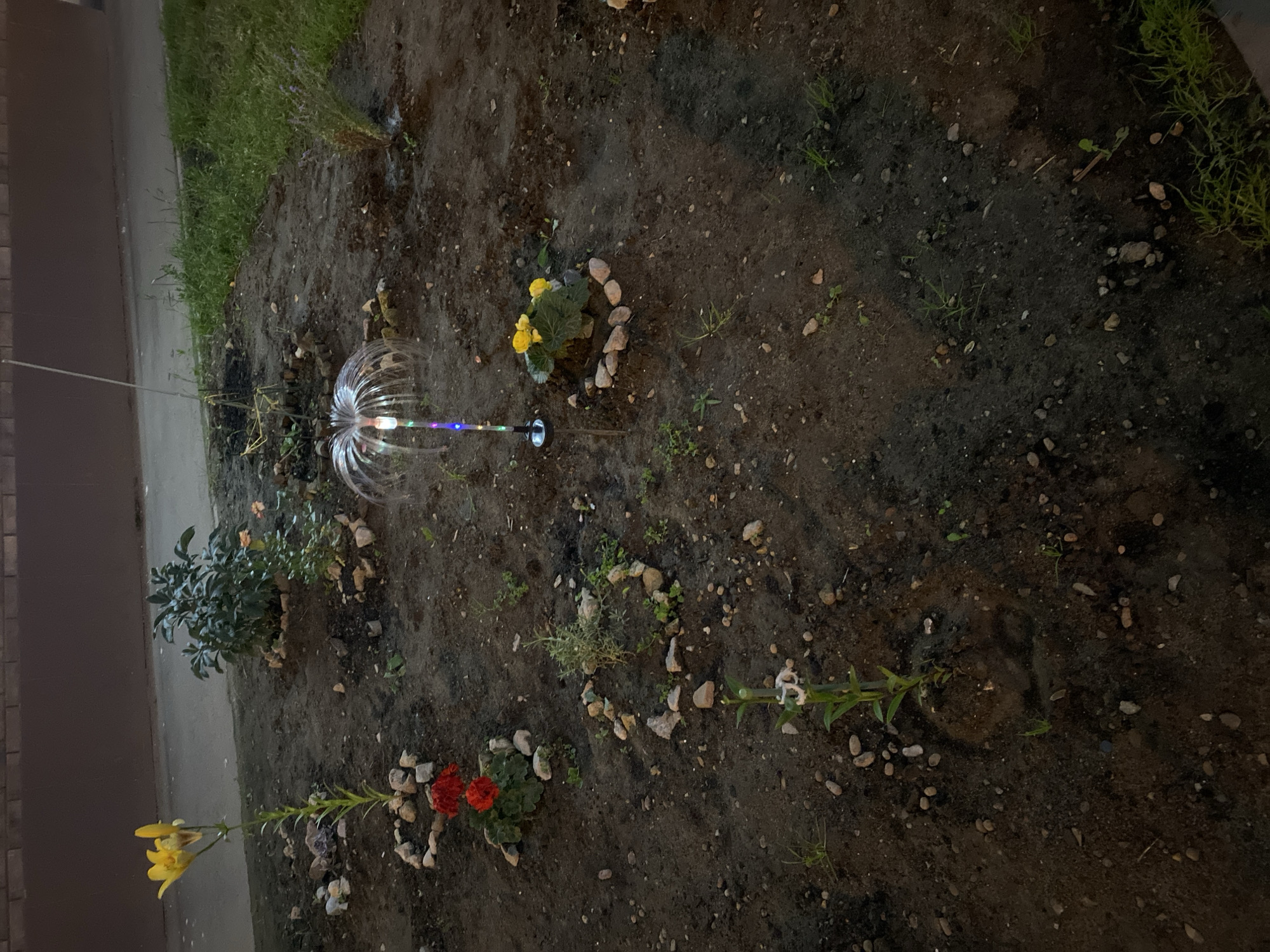 The image depicts a small garden bed at ground level, likely in the city of Mirny, Russia. The garden features several young plants, including a yellow lily, red geraniums, and a plant with yellow flowers. The plants are surrounded by small, light-colored stones arranged in circular patterns. In the center of the garden, a solar-powered garden light with colorful LEDs is illuminated. The ground is covered in dark soil with scattered pebbles and some sparse grass. A brick wall is visible in the background, and a paved area, possibly a sidewalk or road, is present to the left. The lighting suggests it is dusk or nighttime, with the solar light being the primary light source in the garden. There are no people or animals visible in the image.