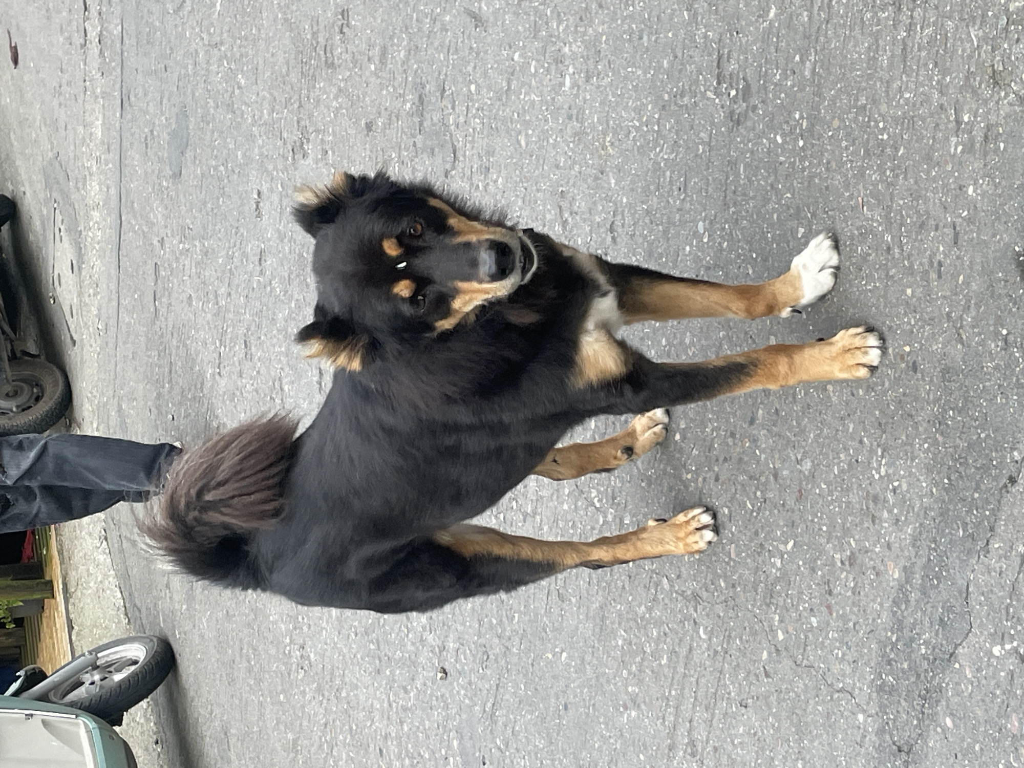 A medium-sized, black and tan dog stands on an asphalt surface in Bhagsu, India. The dog is facing forward, looking directly at the camera with a neutral expression. Its fur is short on its body, with longer hair around its neck and tail. The dog has prominent tan markings on its face, legs, and chest. A small white object is visible on its forehead. In the background, out of focus, are the legs of a person wearing dark jeans, a motorcycle wheel, and some foliage. The asphalt appears weathered with visible cracks.