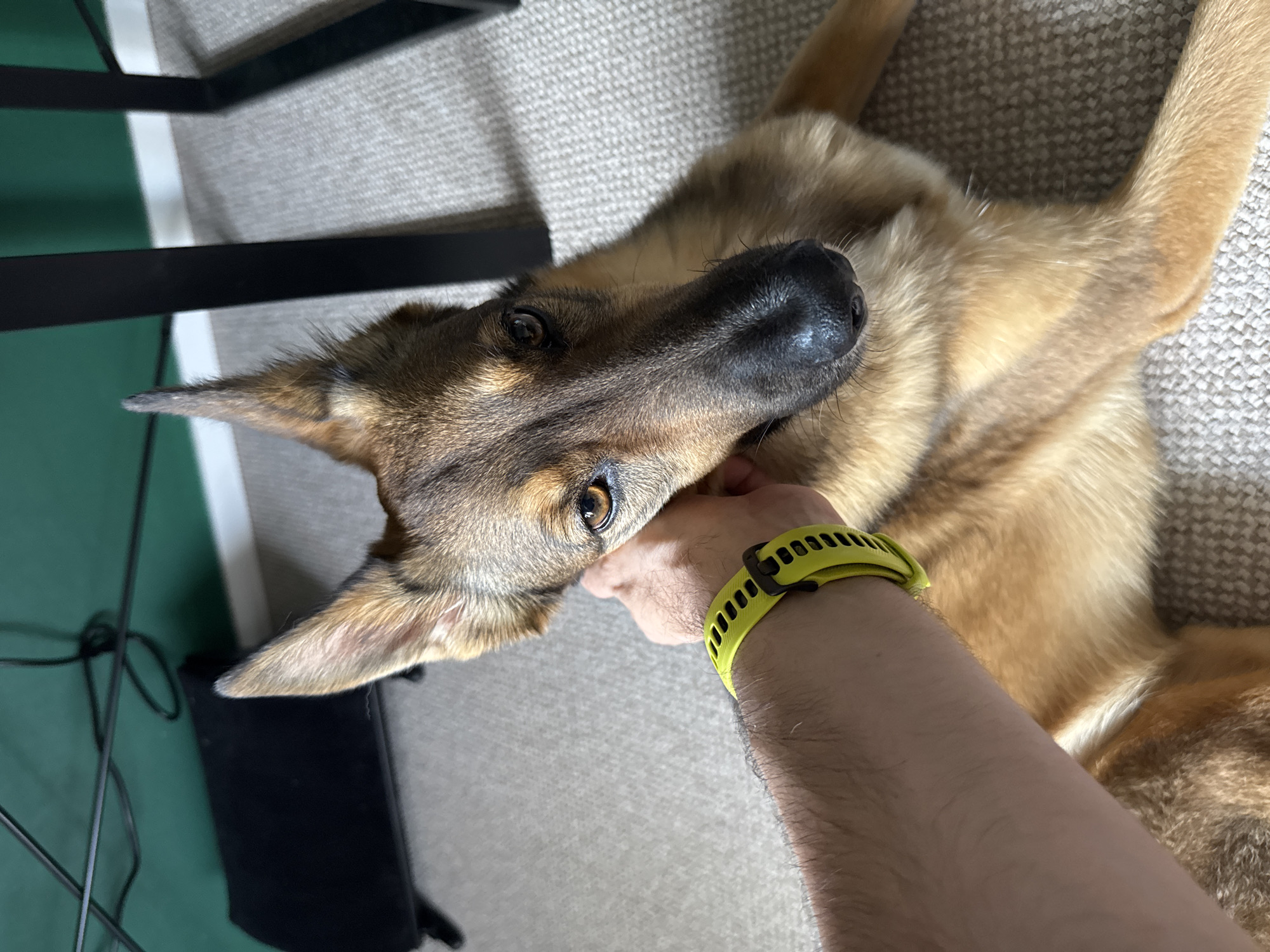 The media file shows a close-up, overhead view of a German Shepherd dog lying on its back on a light-colored, textured carpet. A person's arm, wearing a bright yellow fitness tracker, is visible in the foreground, gently petting the dog's head and snout. The dog's eyes are open and looking towards the camera. Its fur is a mix of tan, brown, and black, typical of the breed. In the background, a black metal furniture leg and a green surface are partially visible. The lighting suggests it is daytime indoors. The scene appears to be in a home environment in Bila Tserkva, Ukraine. The dog seems relaxed and comfortable, with its body and legs splayed out.