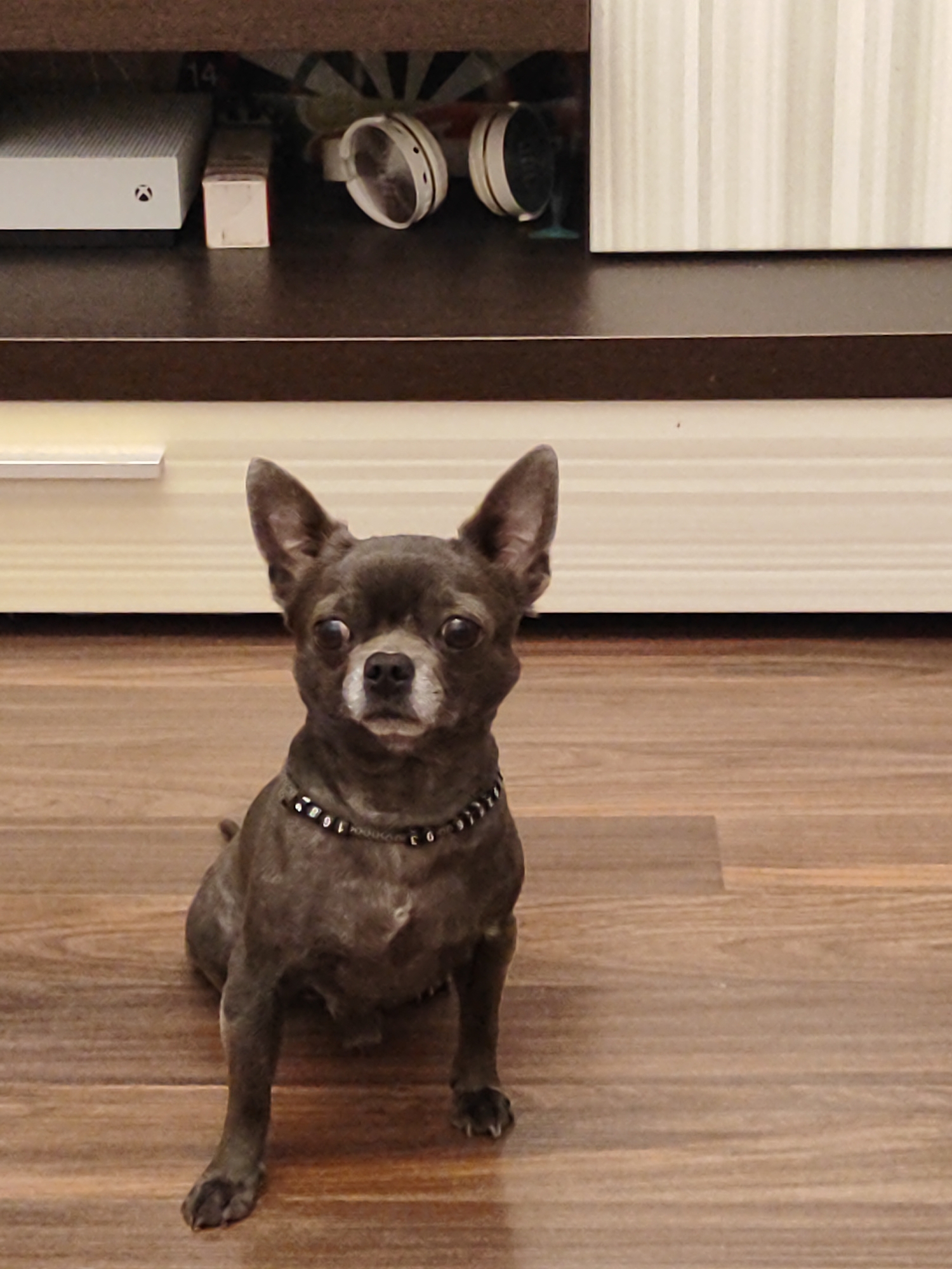 A small, dark gray chihuahua with large ears and a beaded collar sits on a brown wooden floor. The dog is facing forward, looking directly at the camera with a neutral expression. Behind the dog, there is a dark brown shelf with a white Xbox console and a pair of white headphones. To the right of the shelf is a light-colored cabinet with vertical stripes. The image appears to be taken indoors, in a residential setting. There is no information in the image to suggest it is located in Almaty, Kazakhstan.