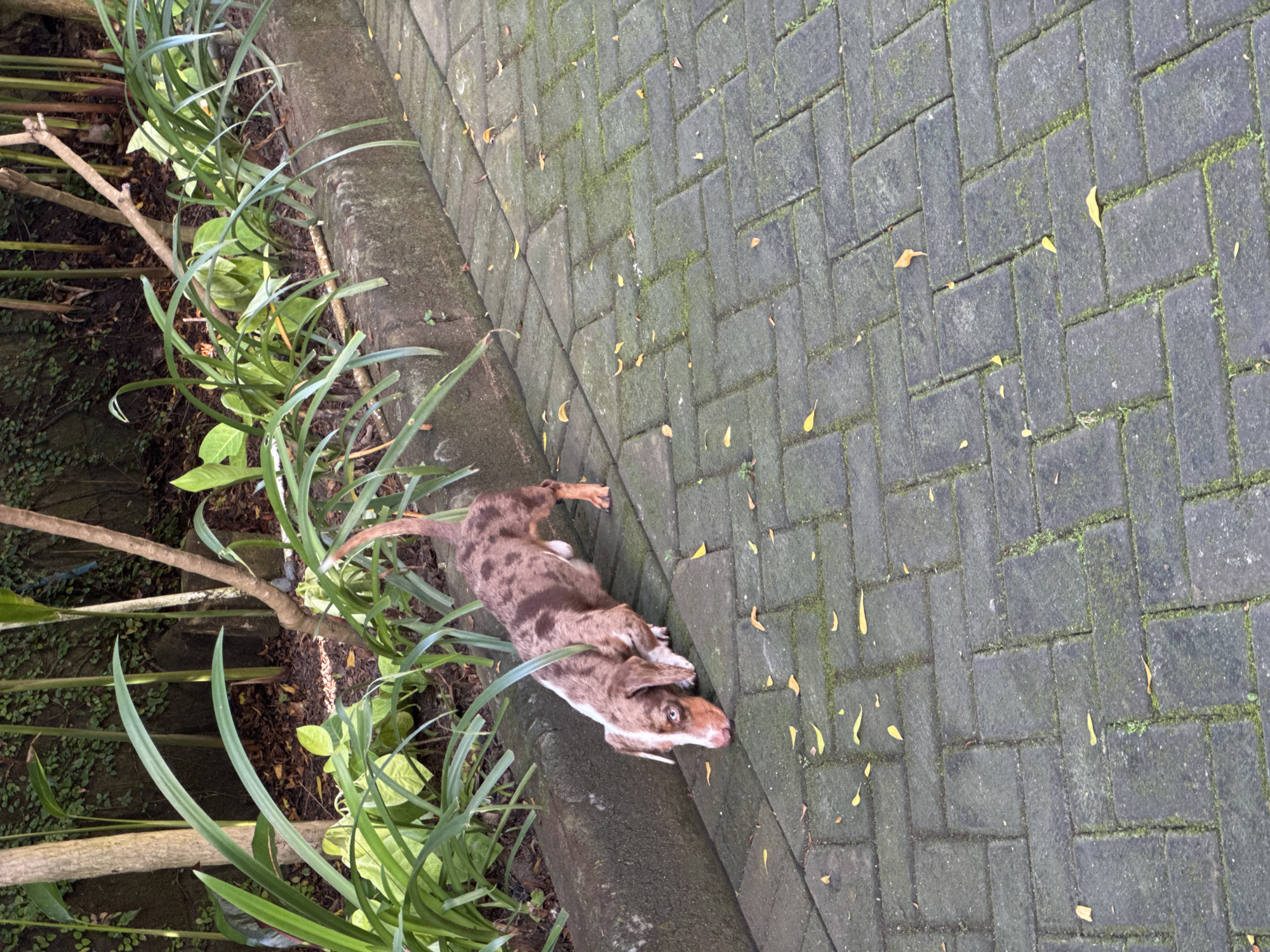 The scene shows a brown and white dappled dog resting along the edge of a concrete brick walkway in Kuta Selatan, Indonesia. The walkway is composed of grey bricks, with some moss and fallen leaves scattered across the surface. To the left of the walkway, there is a concrete curb with vegetation, including grass and leaves. A branch is lying on the ground amongst the vegetation. The dog is lying on its side with its paws outstretched, appearing relaxed. The ground is damp.