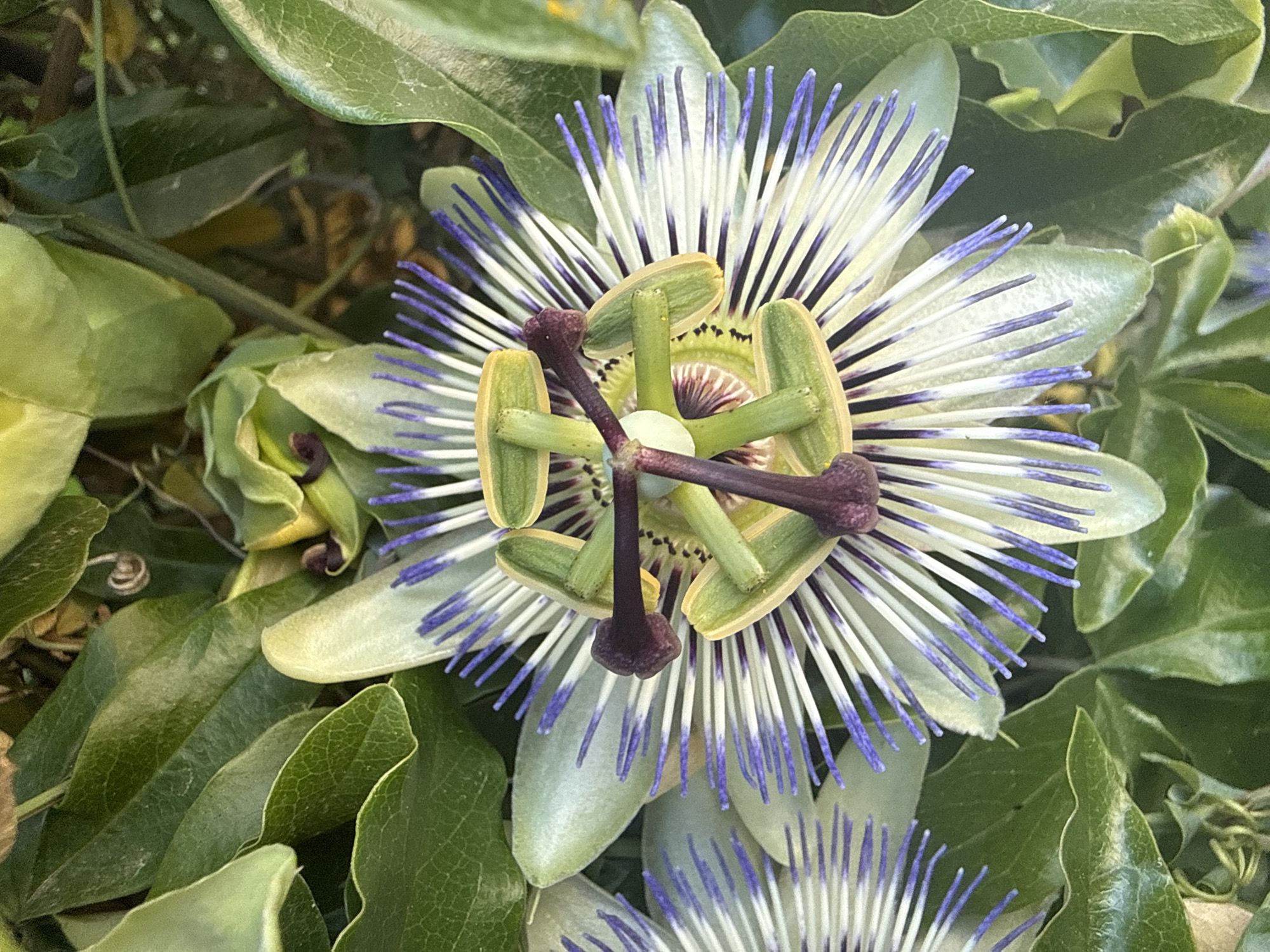 A close-up, eye-level shot showcases a detailed view of a passionflower, with its intricate petals and vibrant colors taking center stage. The flower, a striking display of white and purple filaments radiating from a central structure, is surrounded by lush, green leaves. The leaves, varying in shade and texture, create a natural and slightly blurred backdrop, drawing the viewer's attention to the bloom.
The image focuses on the complex anatomy of the passionflower, highlighting its unique form. The purple and white rays are sharply defined, contrasted with the softer, pale green and yellow structures at the heart of the flower. Darker, maroon-tipped stamens and pistils are prominently positioned, adding depth and visual interest. The surrounding foliage is soft and out of focus, suggesting a shallow depth of field that isolates the flower.
There is no visible text in the image. The lighting appears natural, suggesting it was taken outdoors during the daytime, likely in a garden or natural setting. The overall impression is one of botanical beauty and intricate natural design, with no human subjects or discernible activities other than the natural state of the plant. The context of Sozopol, Bulgaria, provides a geographical location but no direct visual cues within the image itself.