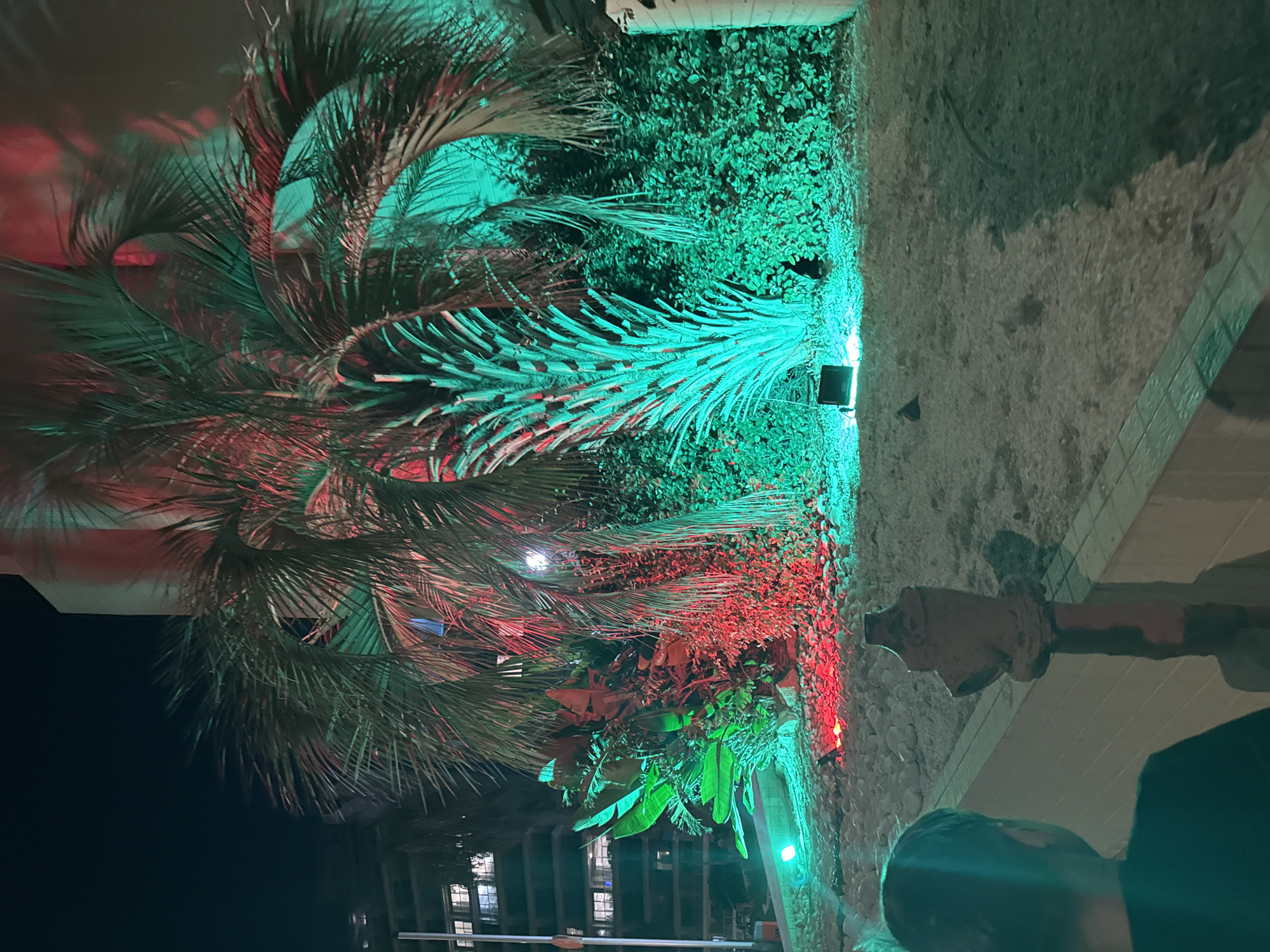 An outdoor night scene in Netanya, Israel, features a large palm tree and dense foliage illuminated by red and green lights. A person, facing away from the camera, stands in the foreground on the left. To the right of the person, a weathered, red-topped object, possibly a post or decorative element, stands upright. The ground is covered with small white stones and patches of dirt. In the background, a multi-story building with illuminated windows is visible against the dark night sky. The lighting creates a dramatic and festive atmosphere.