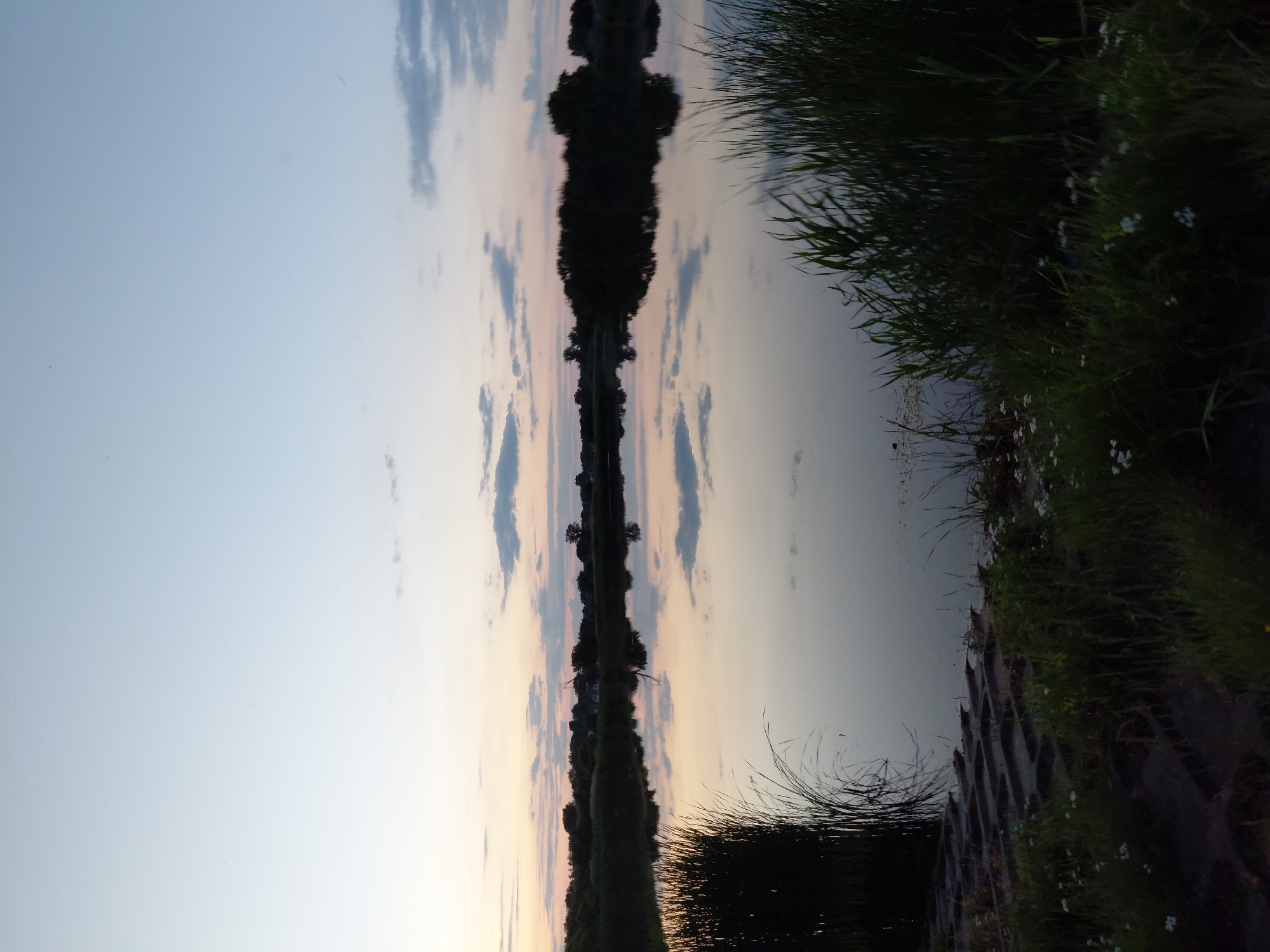 The image depicts a serene dusk scene at a body of water, likely a lake or pond, on the outskirts of Ustyvytsia, Ukraine. The sky transitions from a pale blue at the top to softer hues of pink and orange near the horizon, with a few scattered clouds. The water's surface is calm, reflecting the sky and a dark, treeline silhouetted against the twilight. Tall reeds and grasses grow along the water's edge in the foreground, some of which are dark and silhouetted, while others are illuminated by the fading light. In the distance, the treeline appears dense and unbroken, suggesting a natural or semi-wild landscape. The overall impression is one of peacefulness and natural beauty at the end of the day.