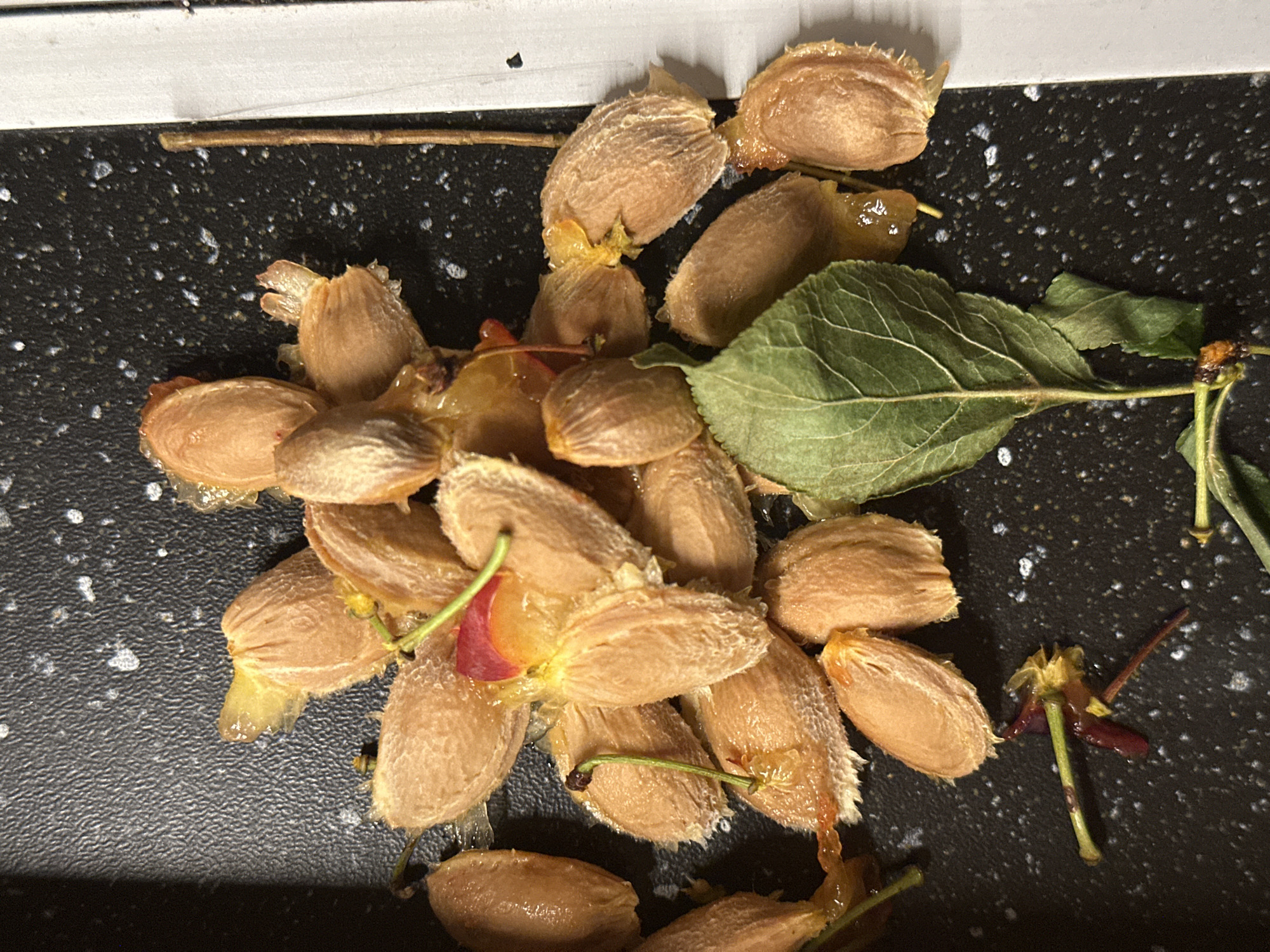 The image displays a pile of apricot pits, some with remnants of fruit pulp and stems, scattered on a dark, textured surface. A single green leaf is positioned in the lower-left quadrant, and a thin, dry twig is visible on the right side. The scene appears to be an indoor setting, possibly a kitchen counter or a tabletop, given the artificial lighting and the type of surface. There are no individuals present in the image. The context of Nevinnomyssk, Russia, is not directly discernible from the visual elements within the photograph itself.