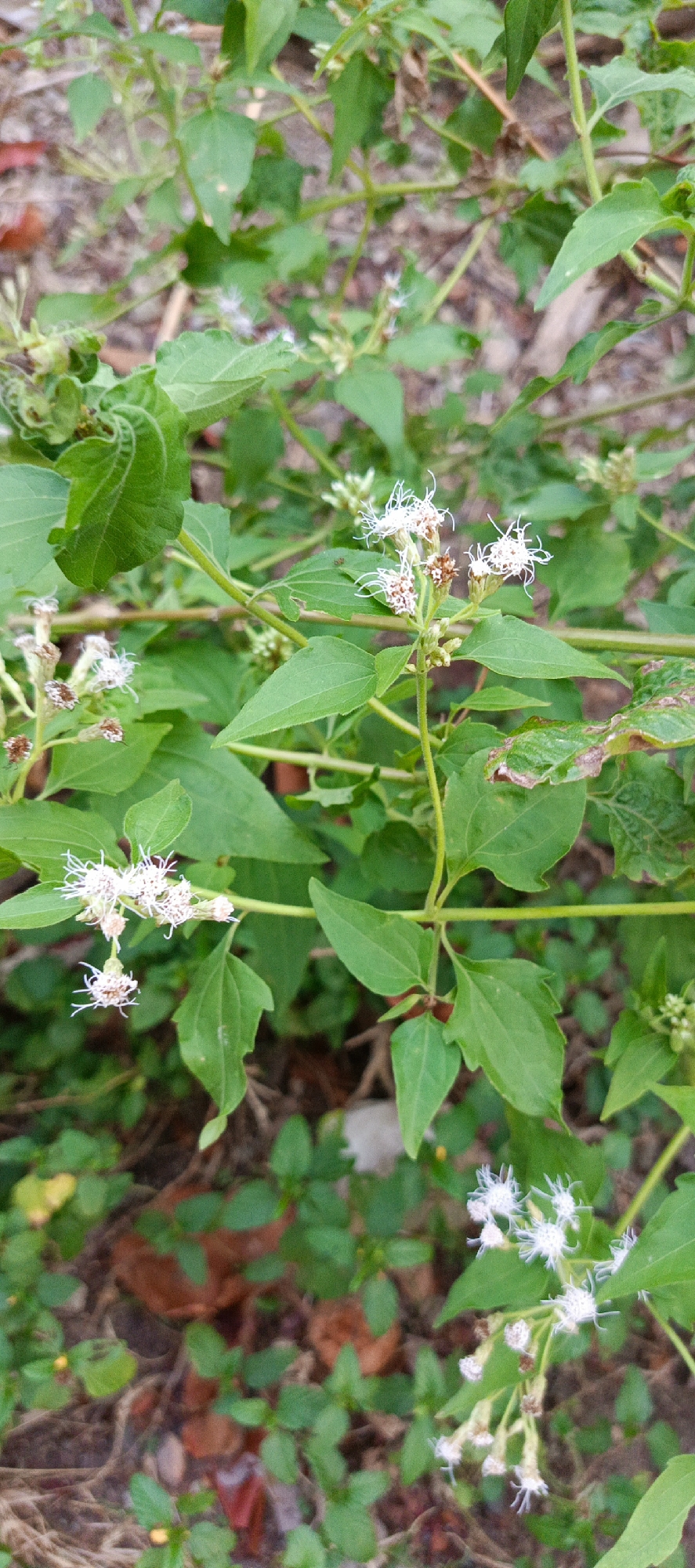 The image shows a close-up view of wild plants with small white flowers and green leaves. The plants are growing outdoors, with a blurry background of dirt and foliage. There are no people or visible human activity. The scene is a natural outdoor environment, likely in a rural or semi-rural area.