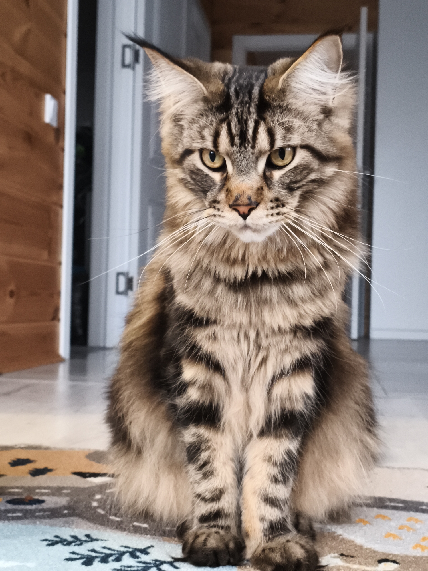 A brown tabby Maine Coon cat with amber eyes is sitting on a patterned rug indoors. The cat is facing the camera with a serious expression. The background shows a doorway with a wooden door frame on the left and a white door on the right. The floor is light-colored, possibly tile or linoleum. The image appears to be taken in a residential setting, and the rug has a variety of geometric and organic shapes in colors like beige, blue, and brown. Location is Русский Вожой, Russia.