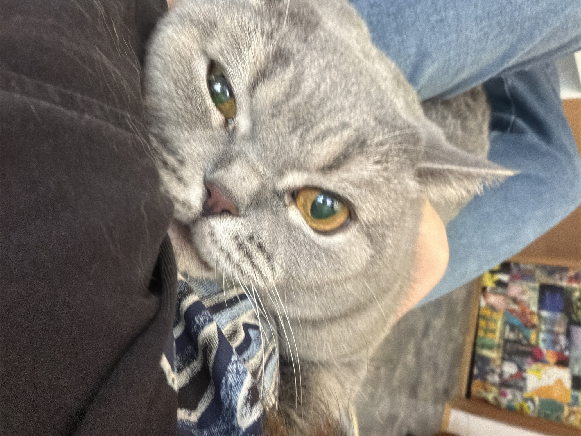 A close-up, slightly tilted portrait features a domestic short-haired cat with dense gray fur, typical of a British Shorthair, looking directly towards the viewer. The cat's head occupies the majority of the frame. Its eyes are a striking feature: the left eye (viewer's left) is a vivid green, while the right eye is amber with a distinct green reflection, both showcasing narrow vertical pupils. A small pink nose and prominent white whiskers are clearly visible.
The cat appears to be comfortably held or resting on a person's lap or chest. On the left side of the image, dark brown or black fabric, possibly clothing or upholstery, is visible. On the upper and lower right, blue denim jeans indicate the presence of a person's legs. A patterned fabric, likely a scarf or bandana with blue, white, and black geometric designs, is wrapped around the cat's neck or chest area.
In the blurred background to the lower right, there's a glimpse of a wooden edge and a colorful, mosaic-like pattern, possibly part of a box or a decorative item. The lighting suggests an indoor setting, likely with natural light illuminating the cat. The cat's expression is calm, direct, and appears comfortable. No discernible text is visible in the image. The scene is situated in Perm, Russia.