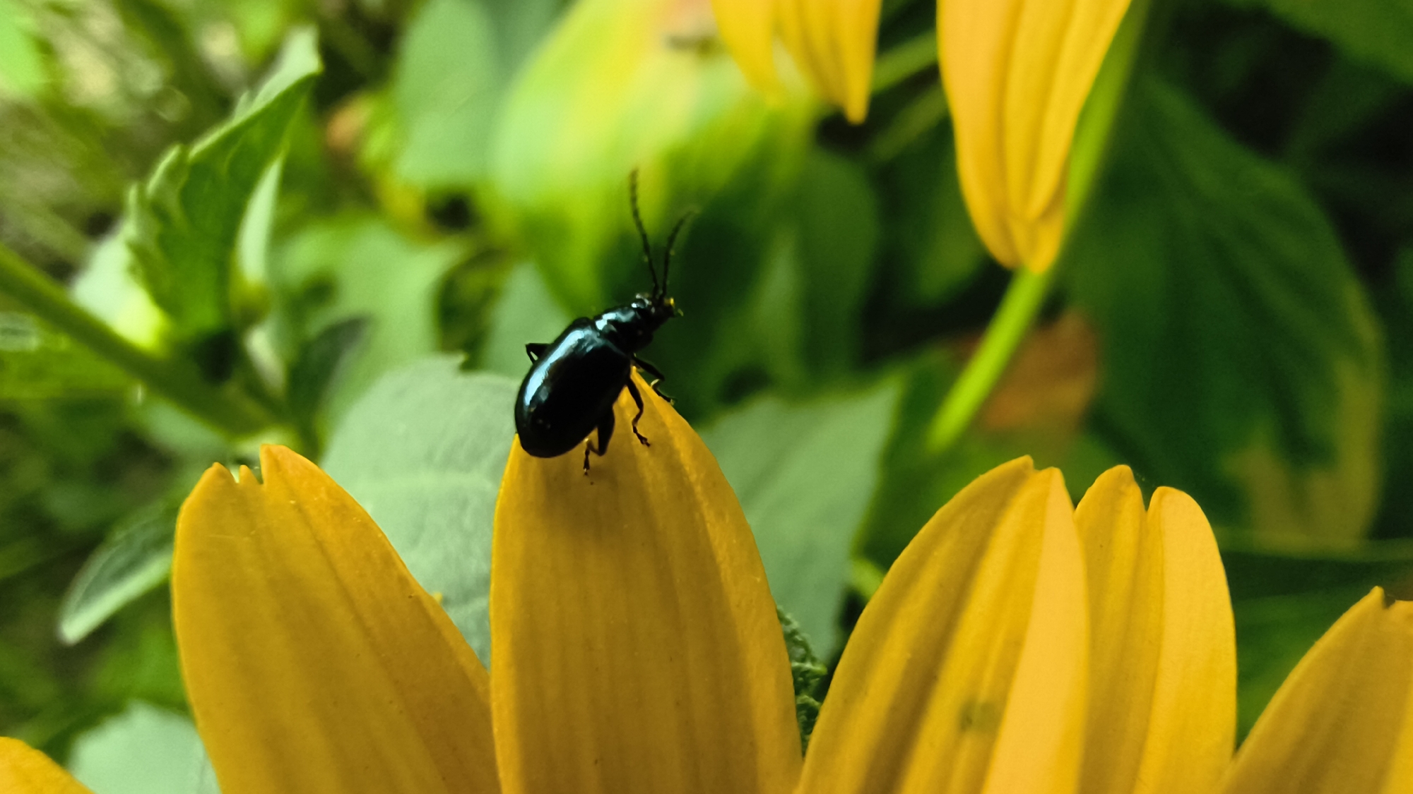 A macro photograph captures a glossy black beetle traversing a bright yellow flower petal. The beetle is positioned on the edge of the petal, with its antennae extended. The background is a soft blur of green foliage, suggesting an outdoor setting. The image is devoid of any specific landmarks or indications of Mikhaylovka, Russia.