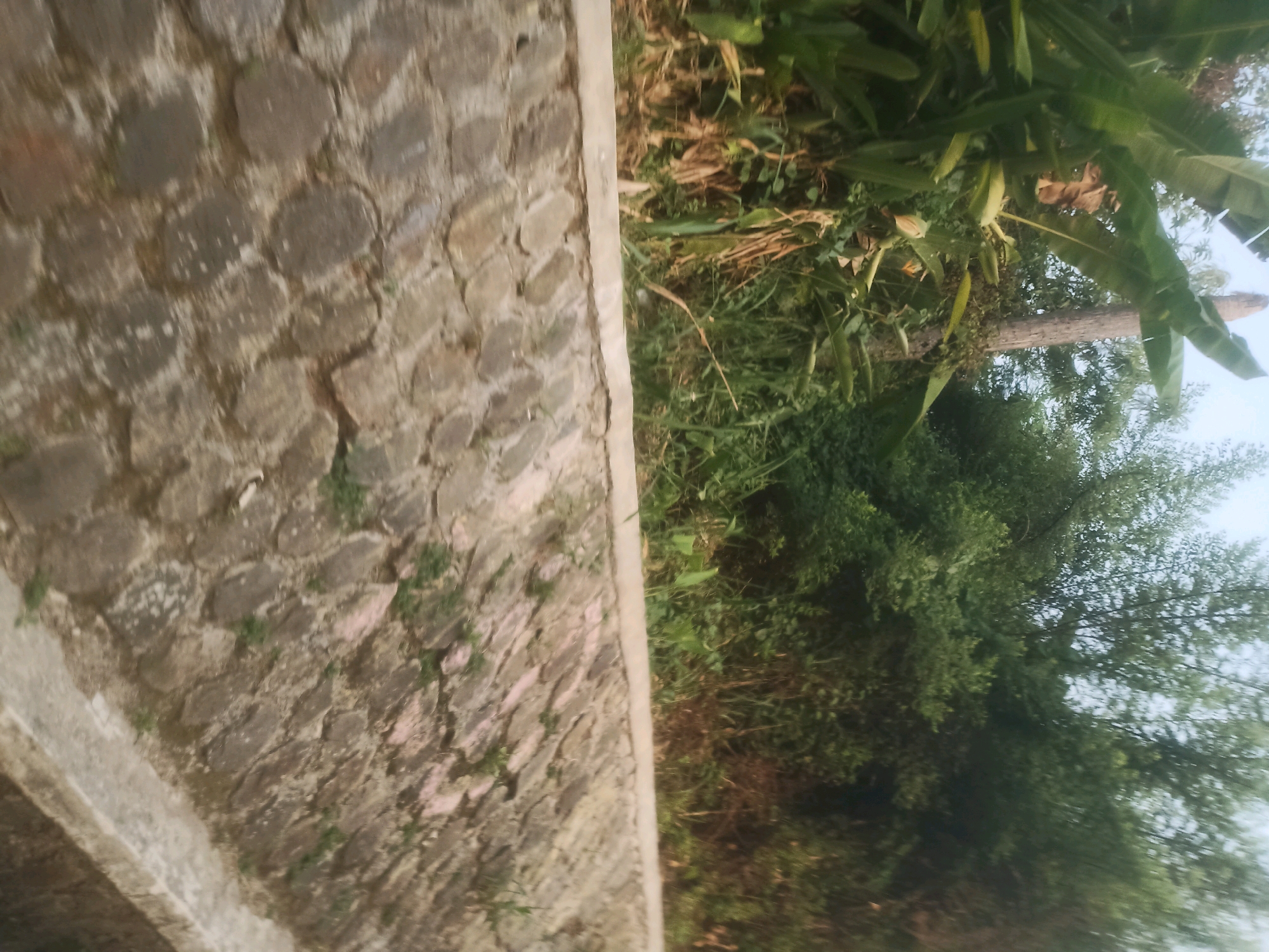The image shows a stone wall bordering a lush, green environment with trees and foliage. The stones in the wall are irregular in shape and size, set in a mortar. The vegetation appears dense and natural, with large leaves and branches visible. The lighting suggests it is daytime. The scene is likely outdoors. The location is Ciseeng, Indonesia.